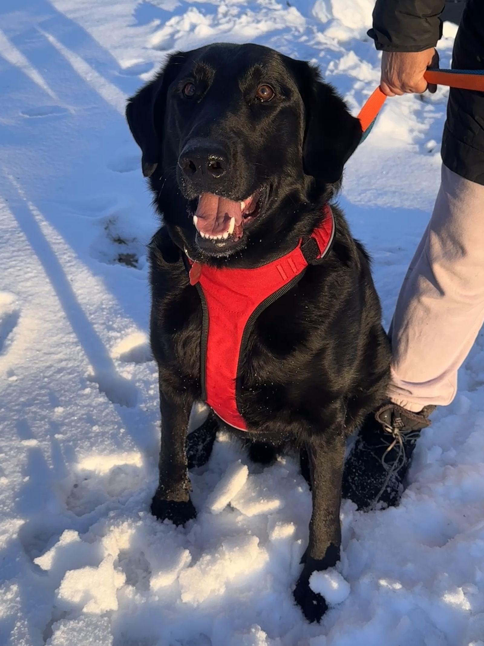 Enlarge Buddy, a Adoptable mixed breed in Crystal, MN image 1/3