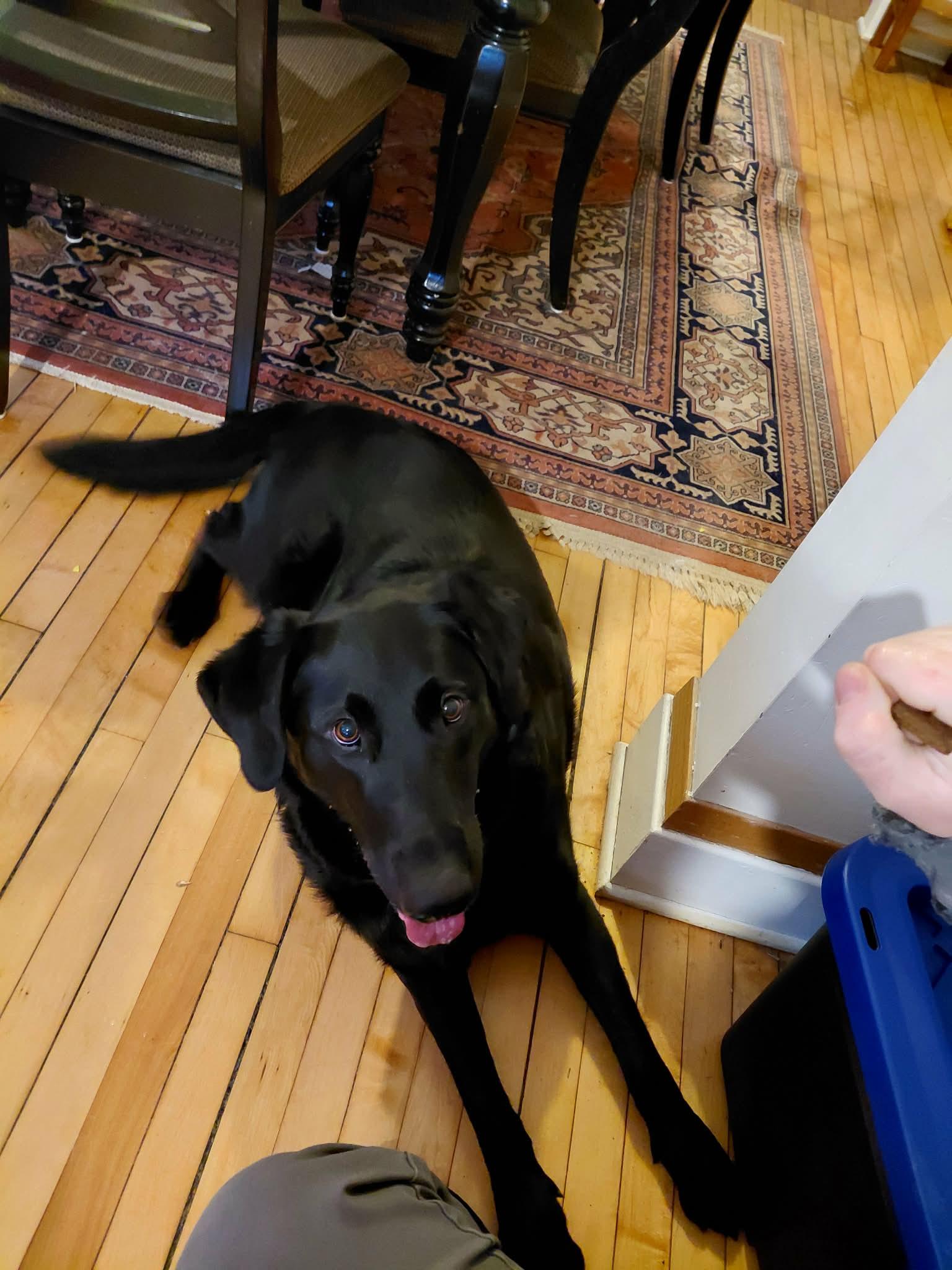 Buddy *FOSTER HOME NEEDED*, a Adoptable mixed breed in Crystal, MN image 3/3