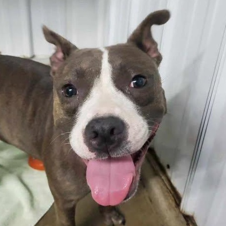 Roo