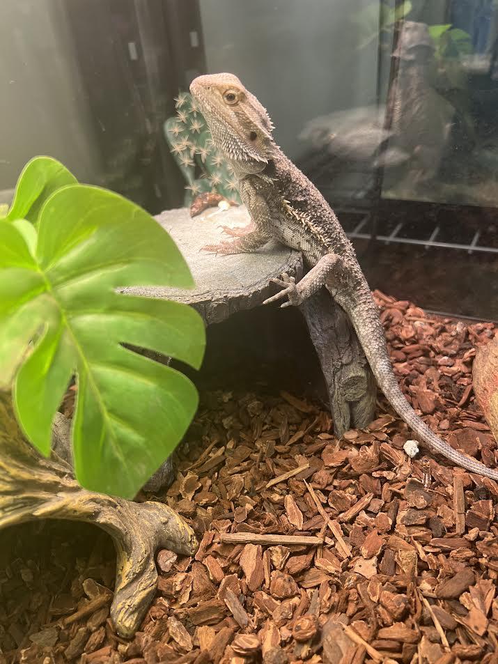 Enlarge Chino, a Adoptable Bearded Dragon in South Elgin, IL image 2/3