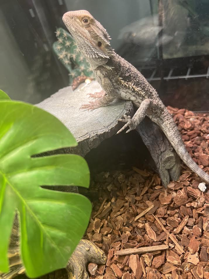 Enlarge Chino, a Adoptable Bearded Dragon in South Elgin, IL image 3/3