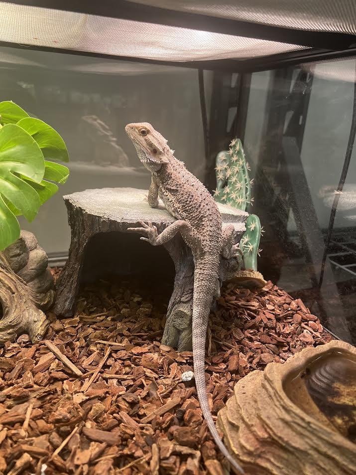 Enlarge Chino, a Adoptable Bearded Dragon in South Elgin, IL image 1/3