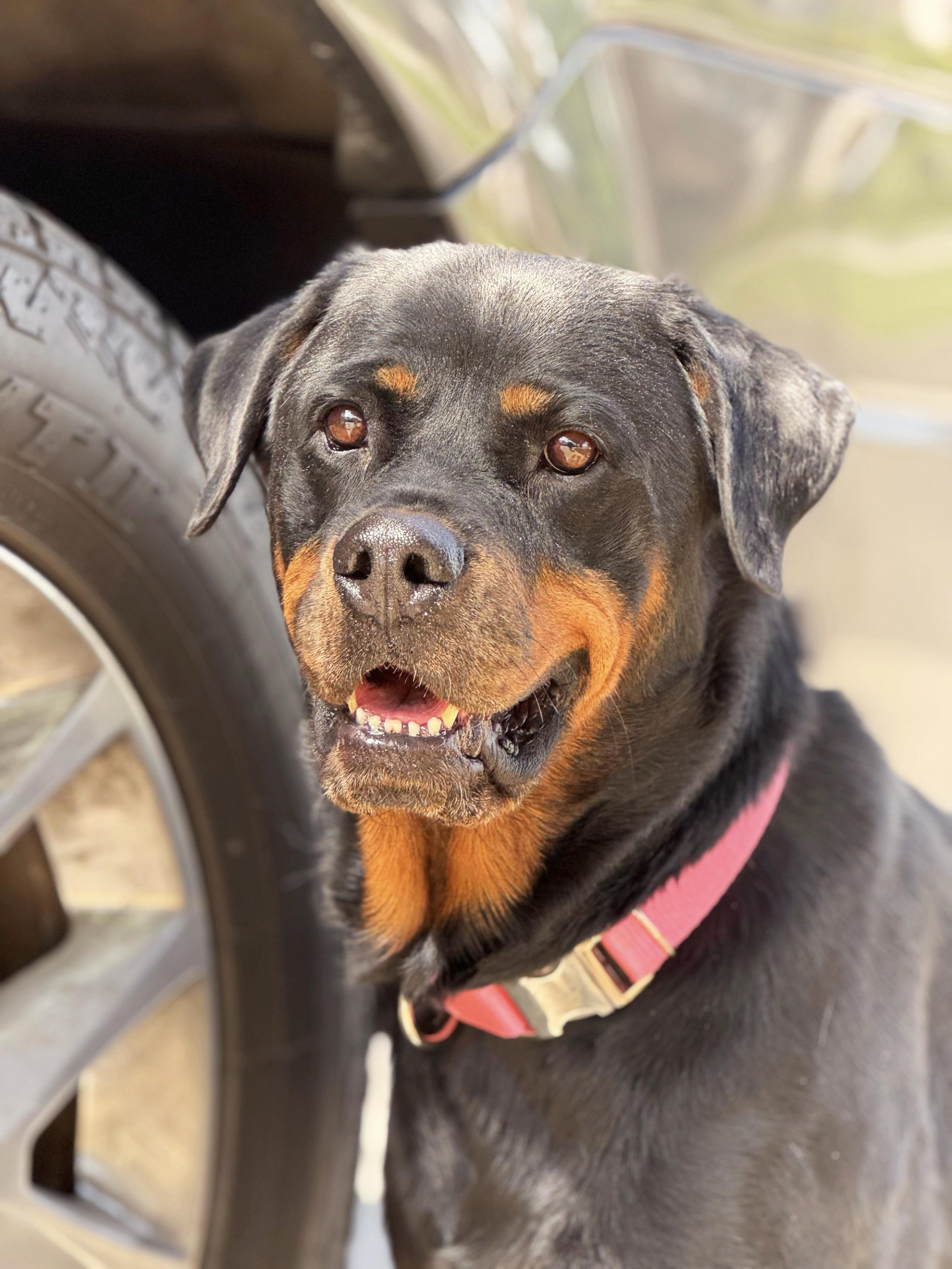 Enlarge Charlie, a Adoptable Rottweiler in salt lake city, UT image 3/6