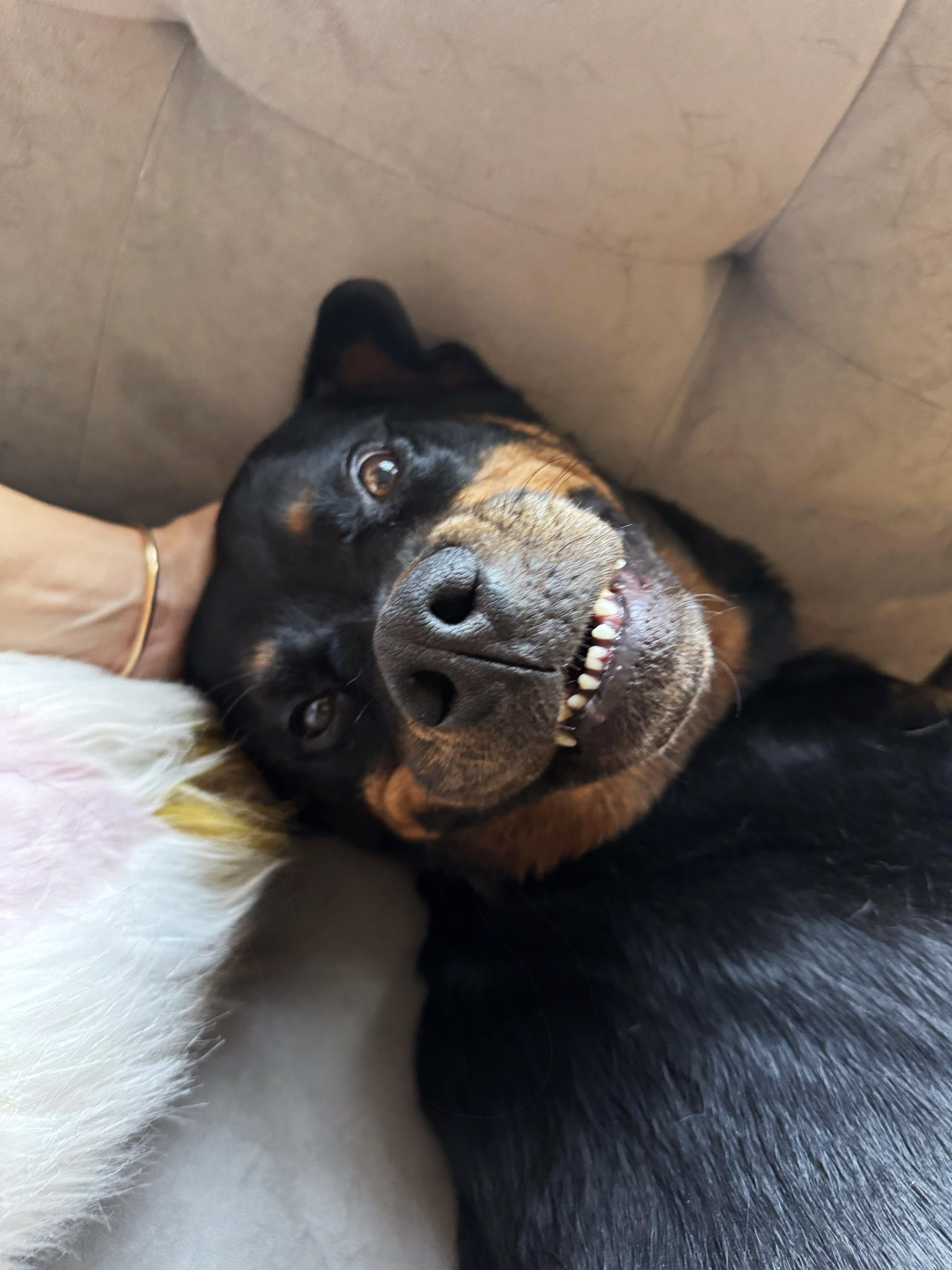 Charlie 4