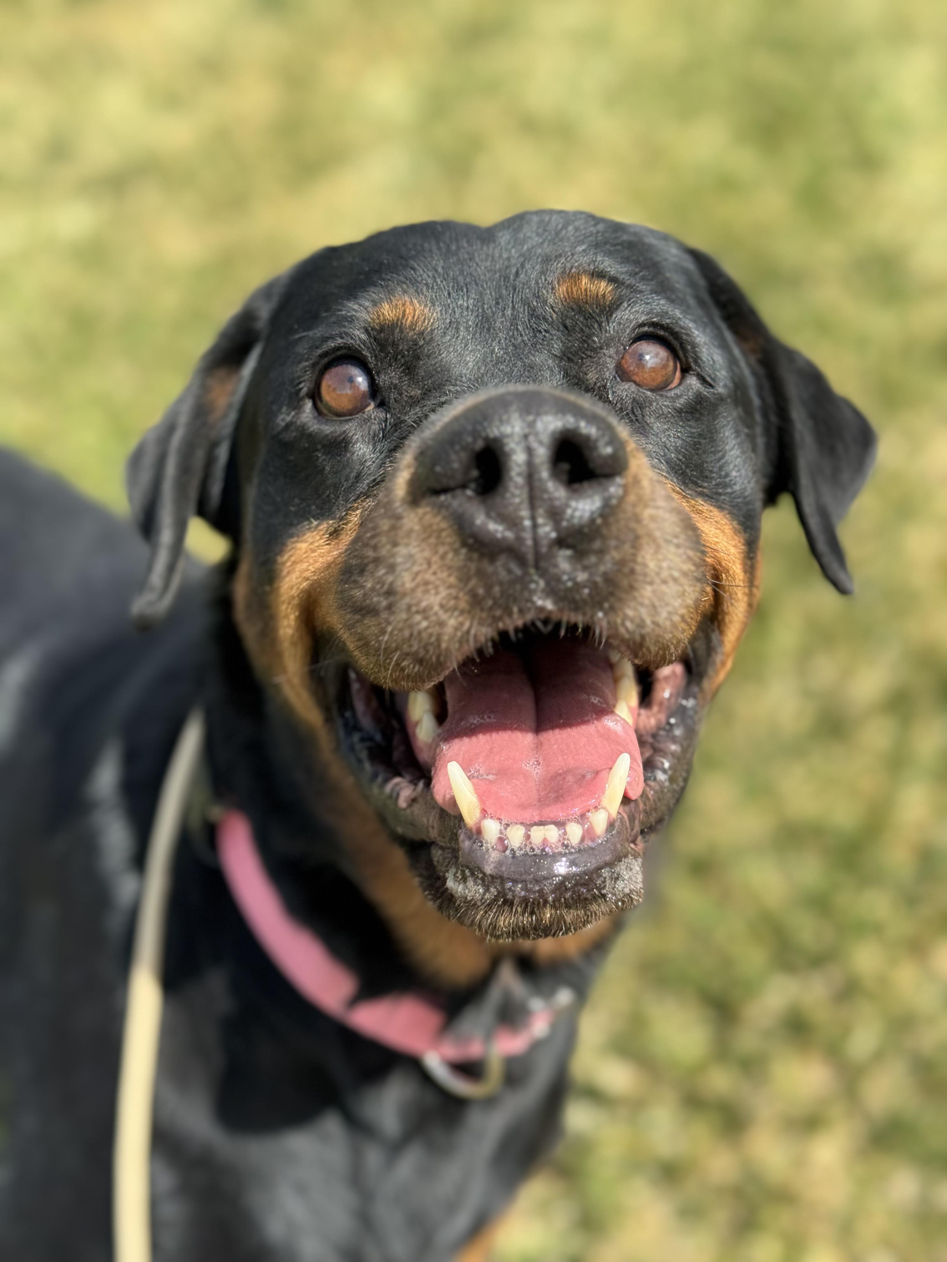 Enlarge Charlie, a Adoptable Rottweiler in salt lake city, UT image 4/6