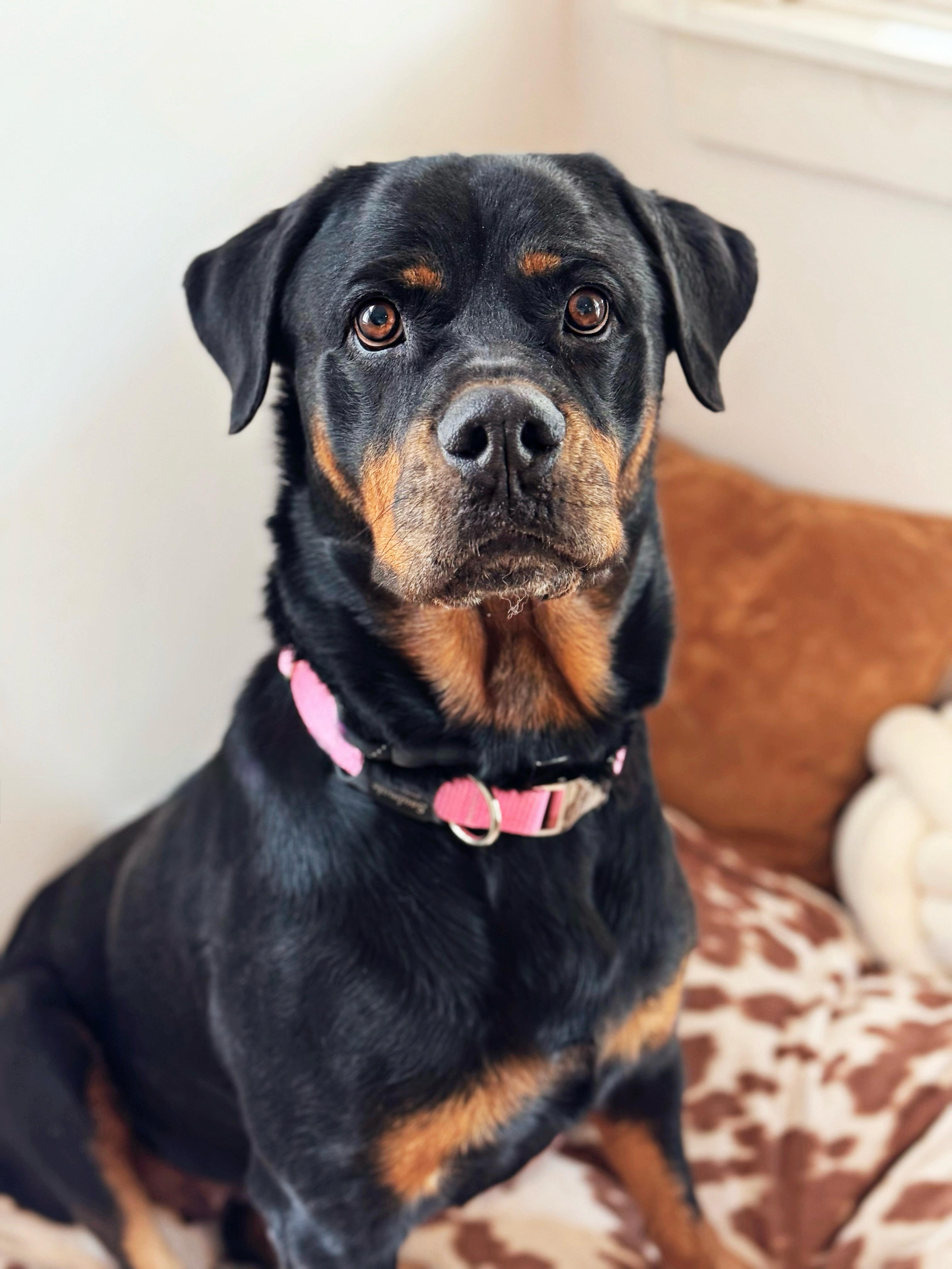 Enlarge Charlie, a Adoptable Rottweiler in salt lake city, UT image 6/6