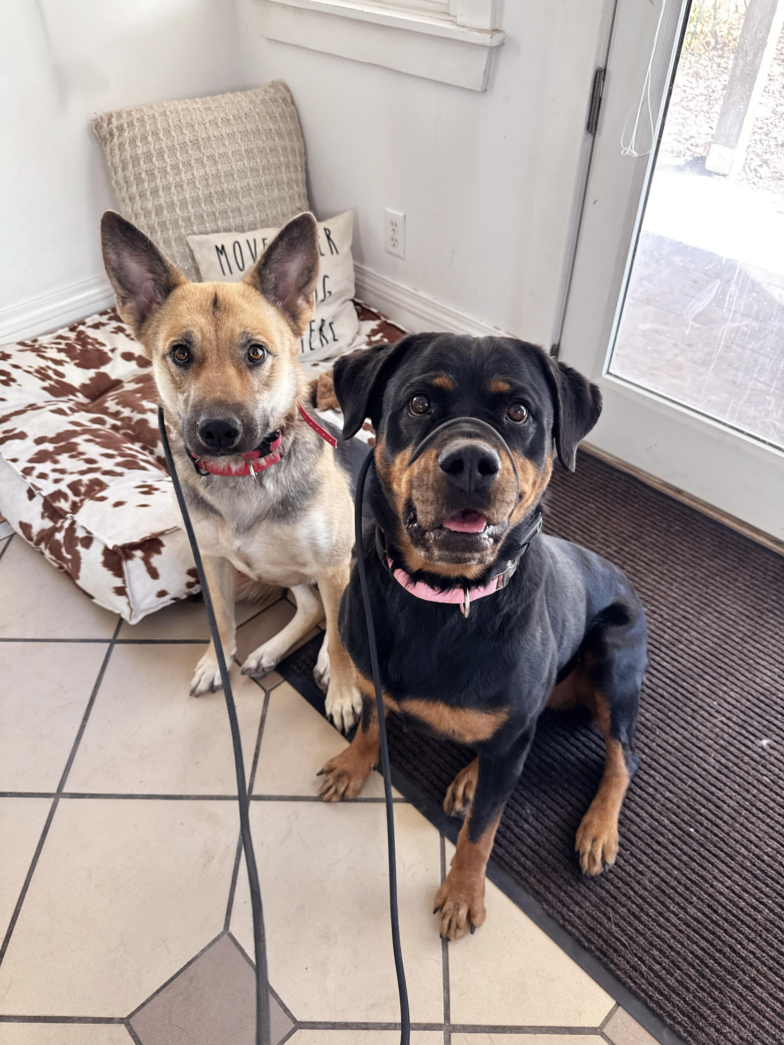 Enlarge Charlie, a Adoptable Rottweiler in salt lake city, UT image 5/6