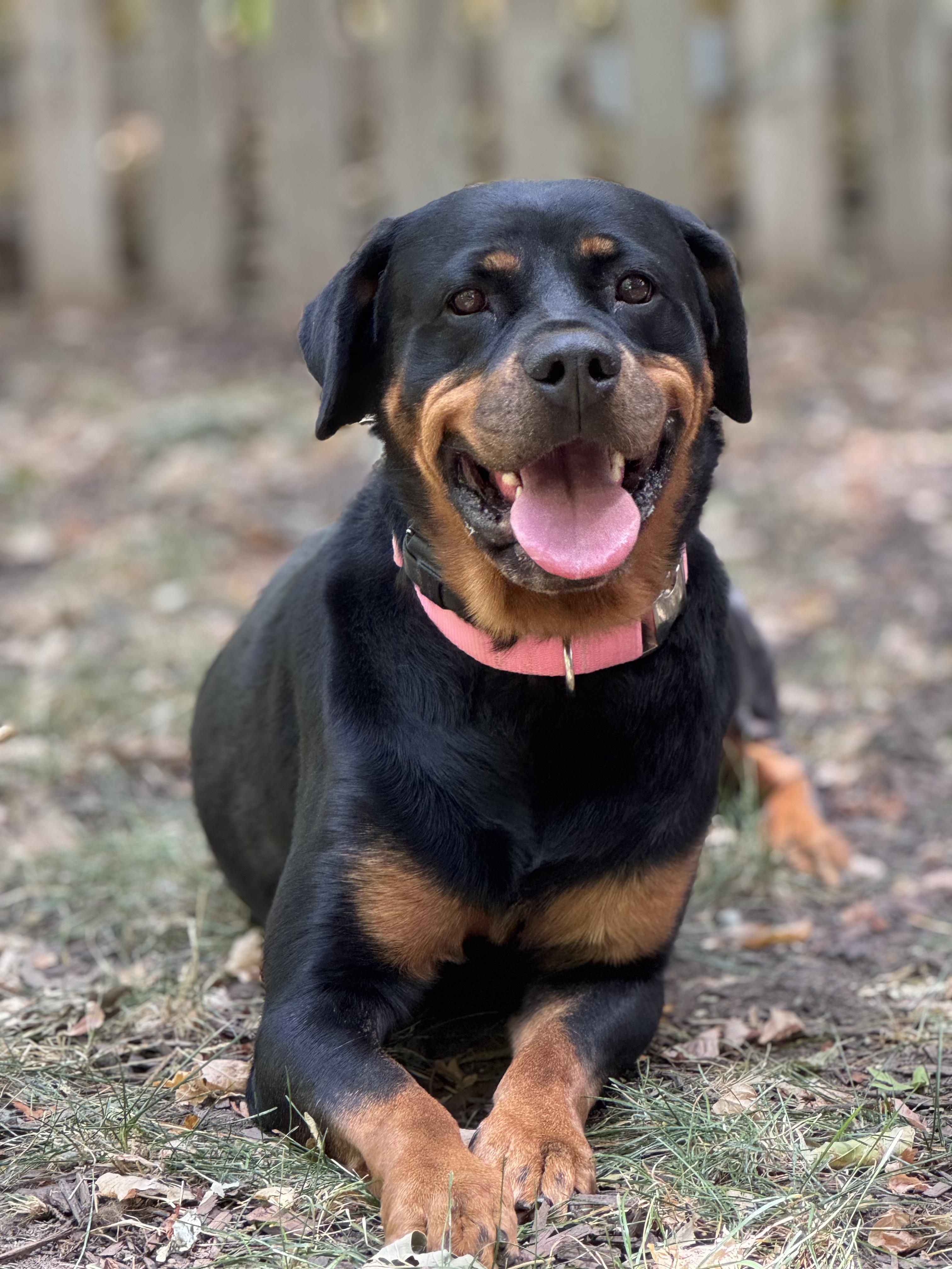 Charlie, Adoptable, Adult Female Rottweiler.
