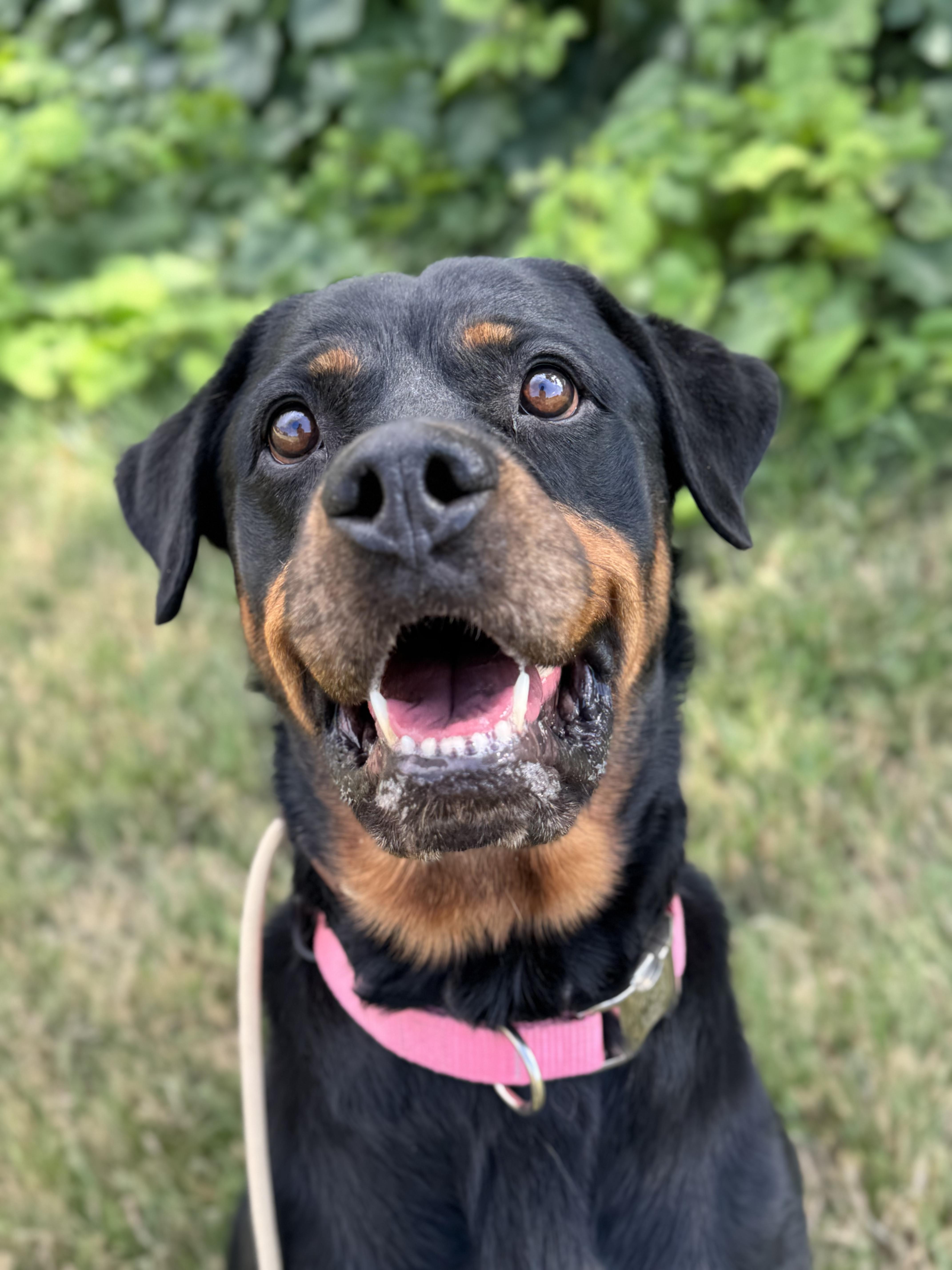 Enlarge Charlie, a Adoptable Rottweiler in salt lake city, UT image 2/6