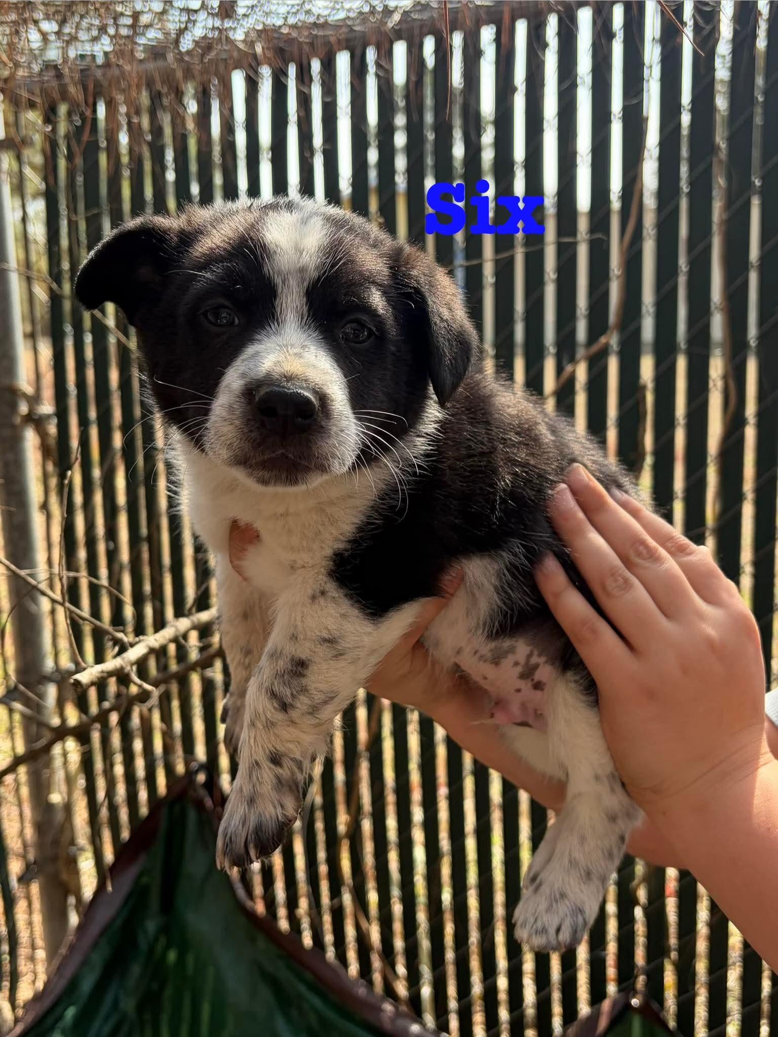 Enlarge Ser, a Adoptable mixed breed in New Baltimore, MI image 2/2