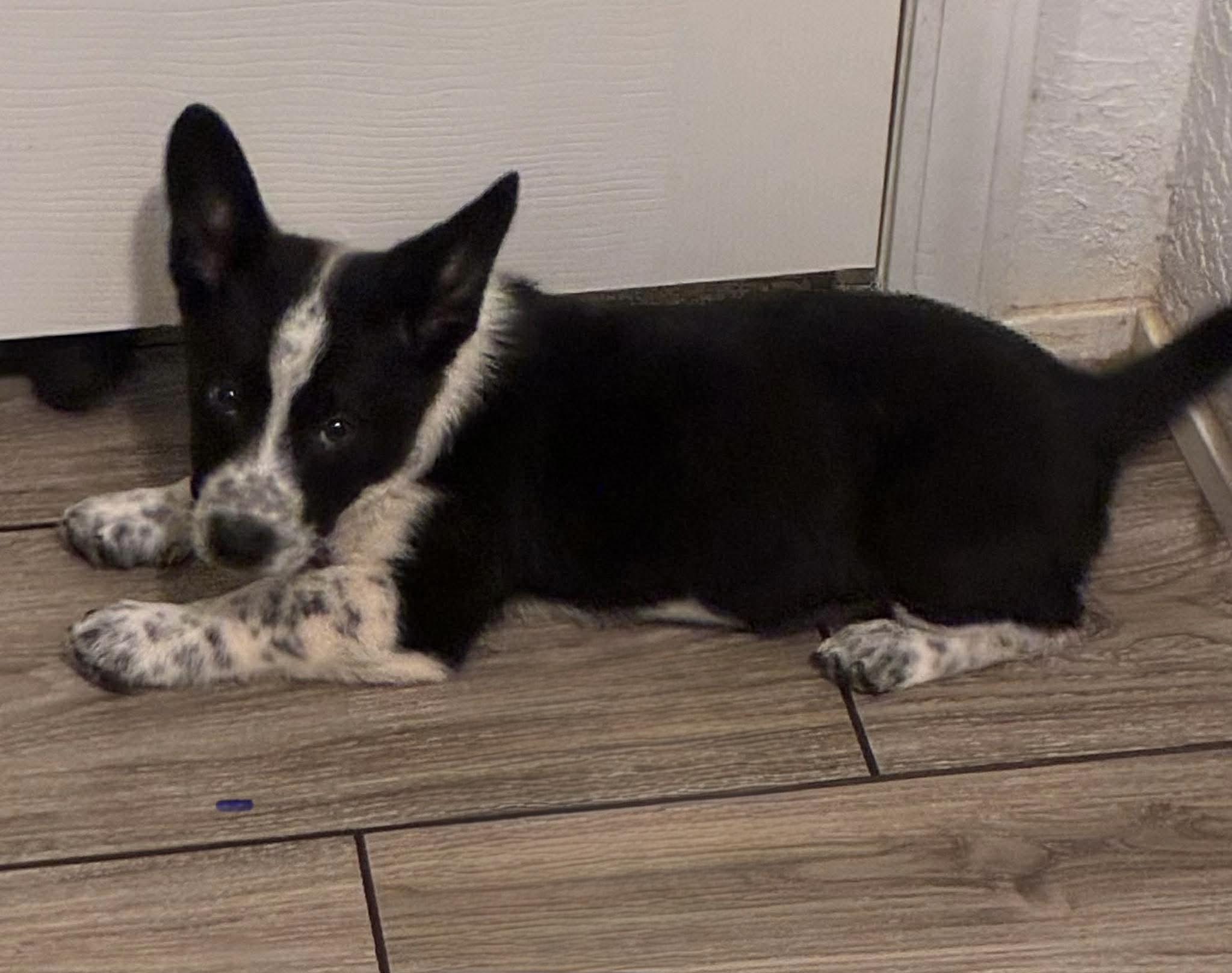 Ser, Adoptable, Puppy Male Australian Cattle Dog / Blue Heeler & Pembroke Welsh Corgi.