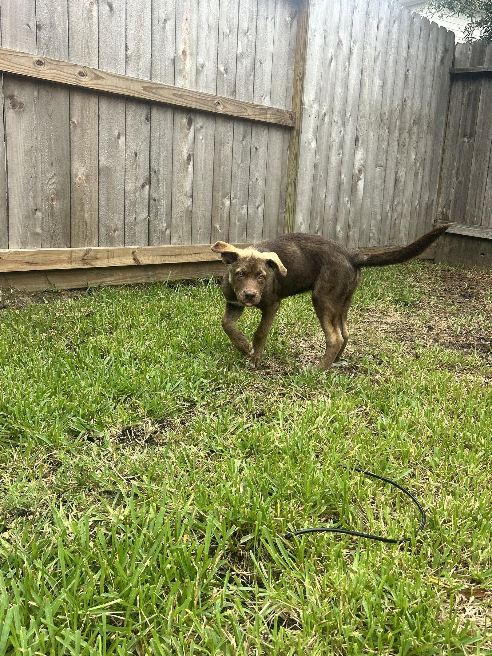 Enlarge Billy Madison, a Adoptable mixed breed in The Woodlands, TX image 1/3