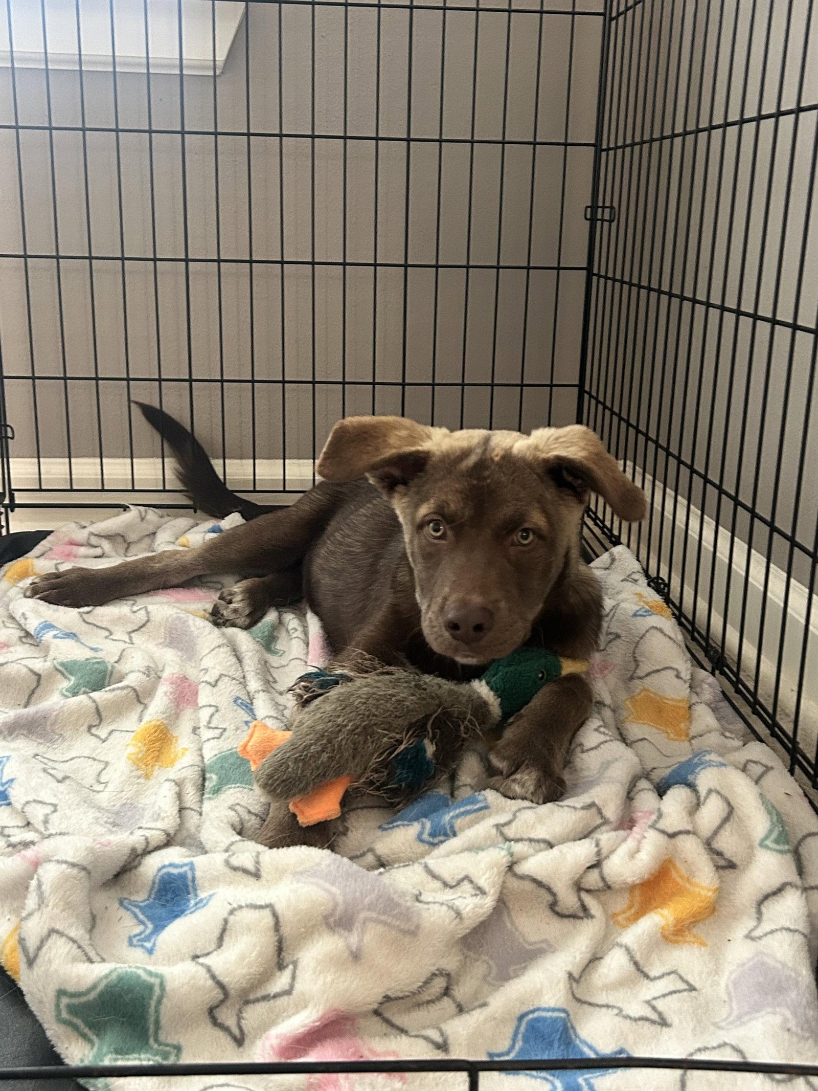Enlarge Billy Madison, a Adoptable mixed breed in The Woodlands, TX image 2/3