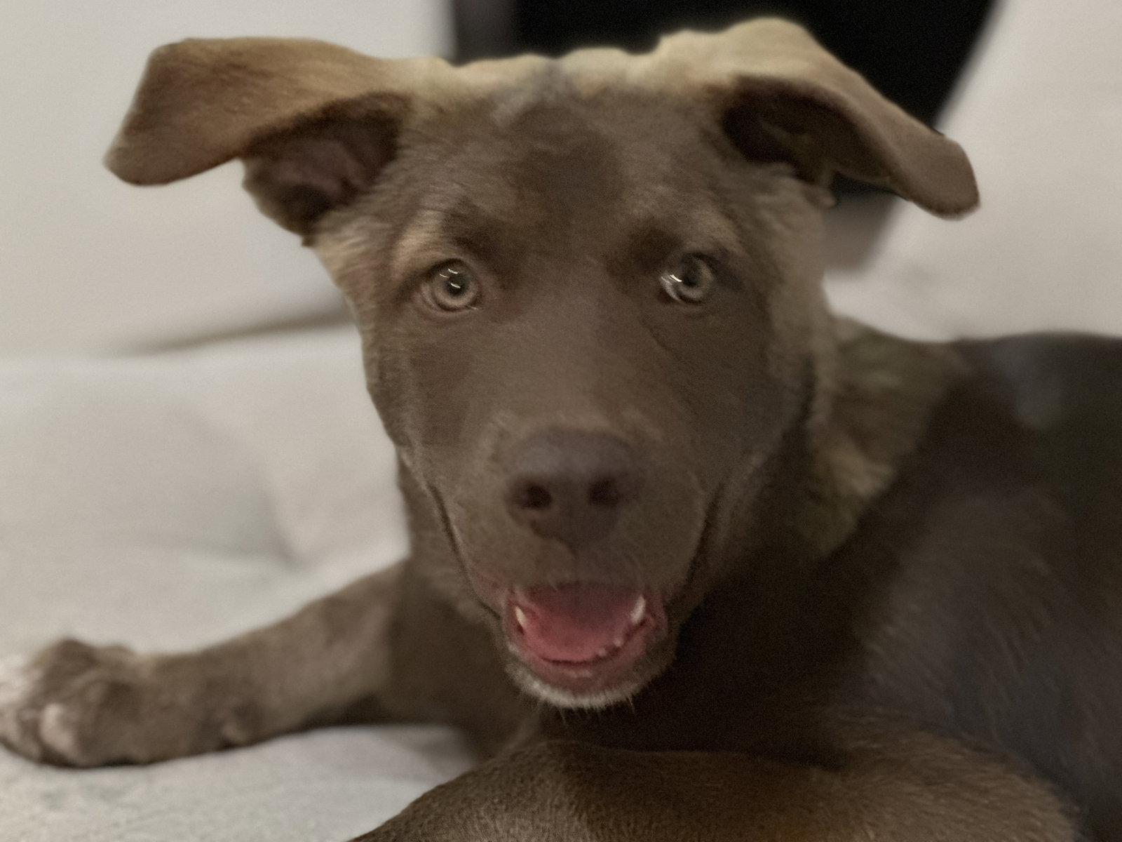 Enlarge Billy Madison, a Adoptable mixed breed in The Woodlands, TX image 3/3