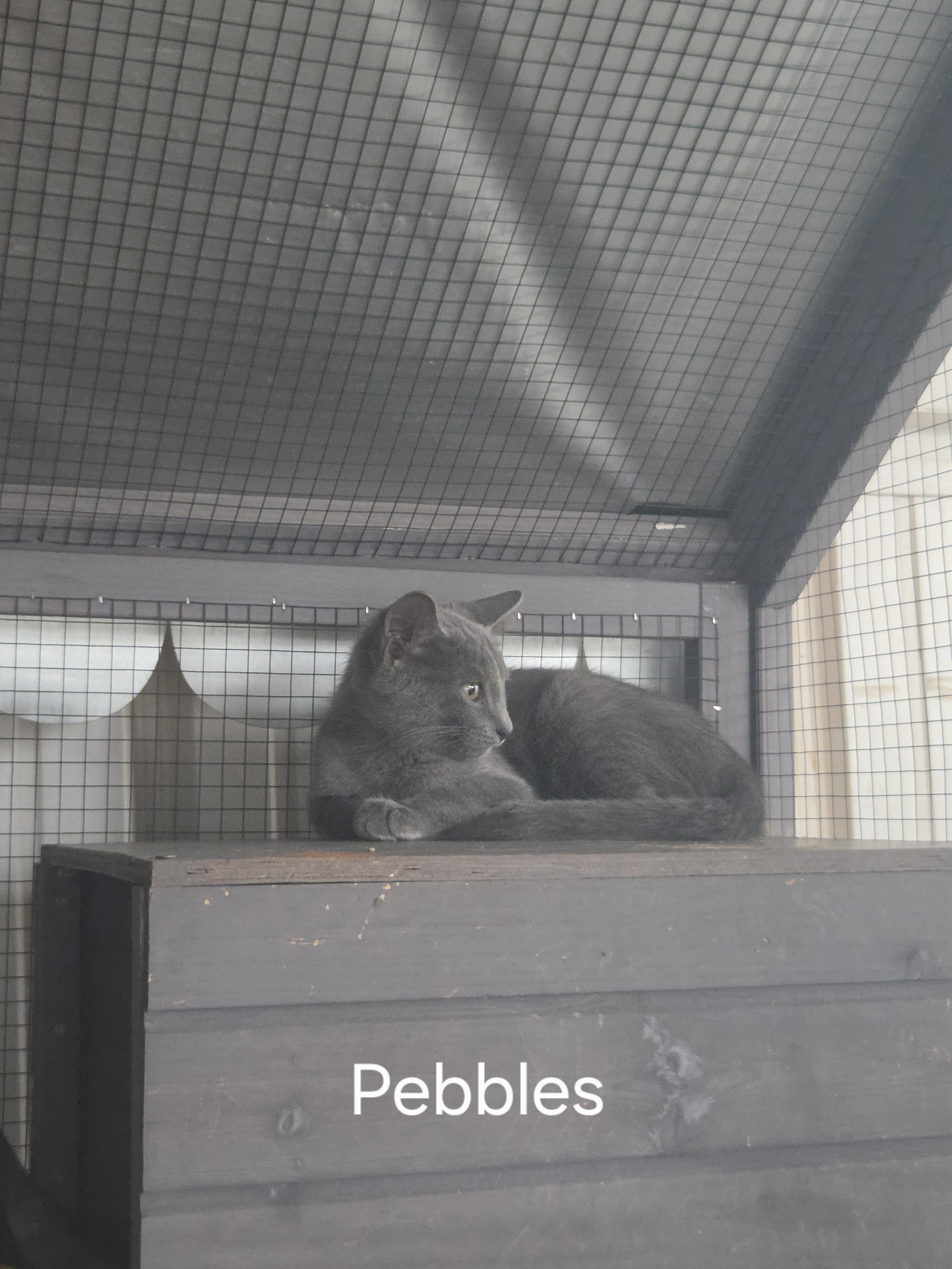 Enlarge Pebbles, a Adopted Domestic Short Hair in Oklahoma City, OK image 1/1