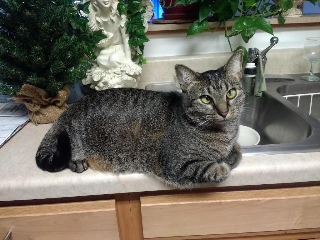 Ty Ty, Adoptable, Adult Female Domestic Short Hair.