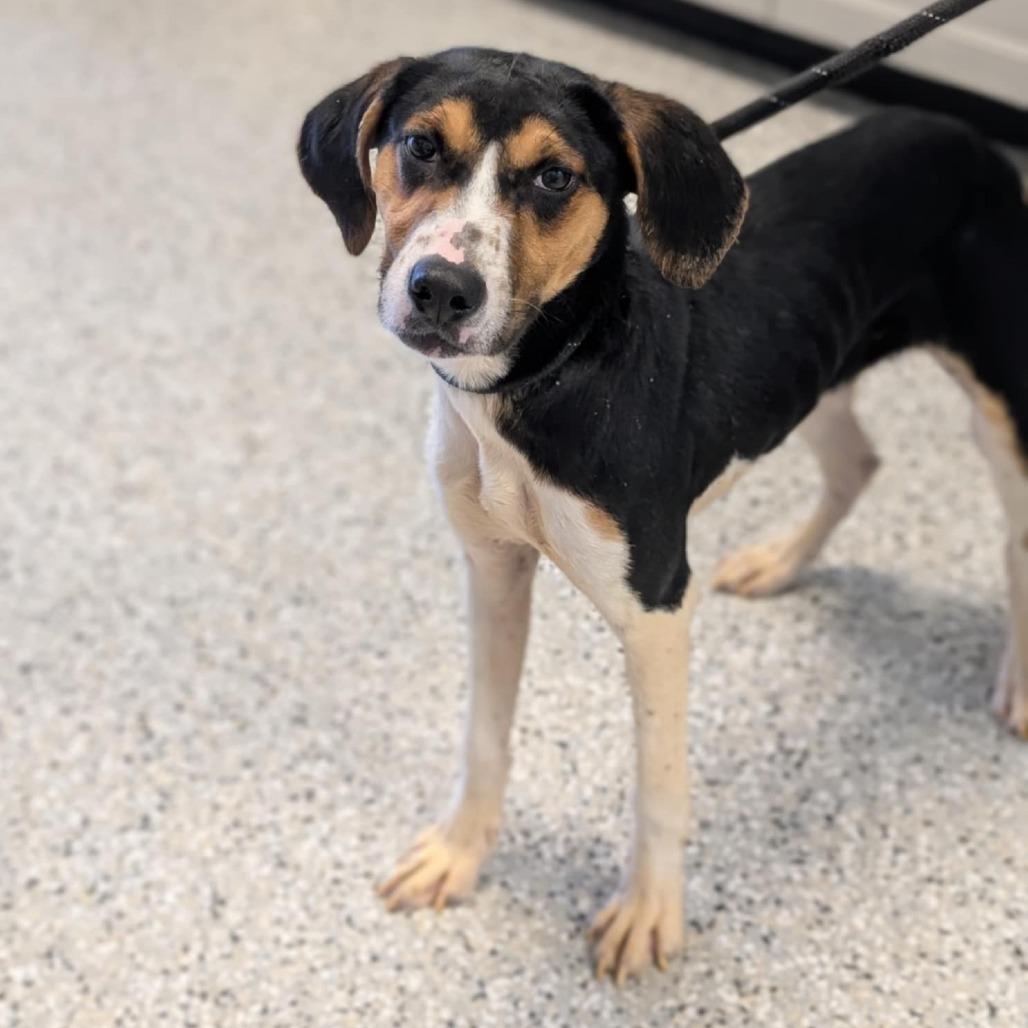 Little Toe, Adoptable, Young Female Hound & Mixed Breed.