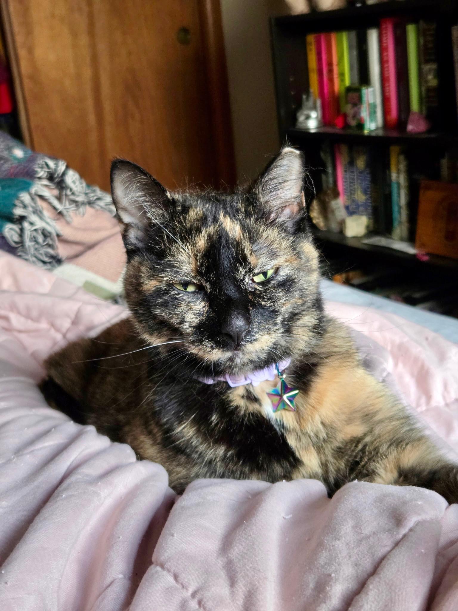 Enlarge Mink, an adopted Tortoiseshell in Wayzata, MN image 4/5