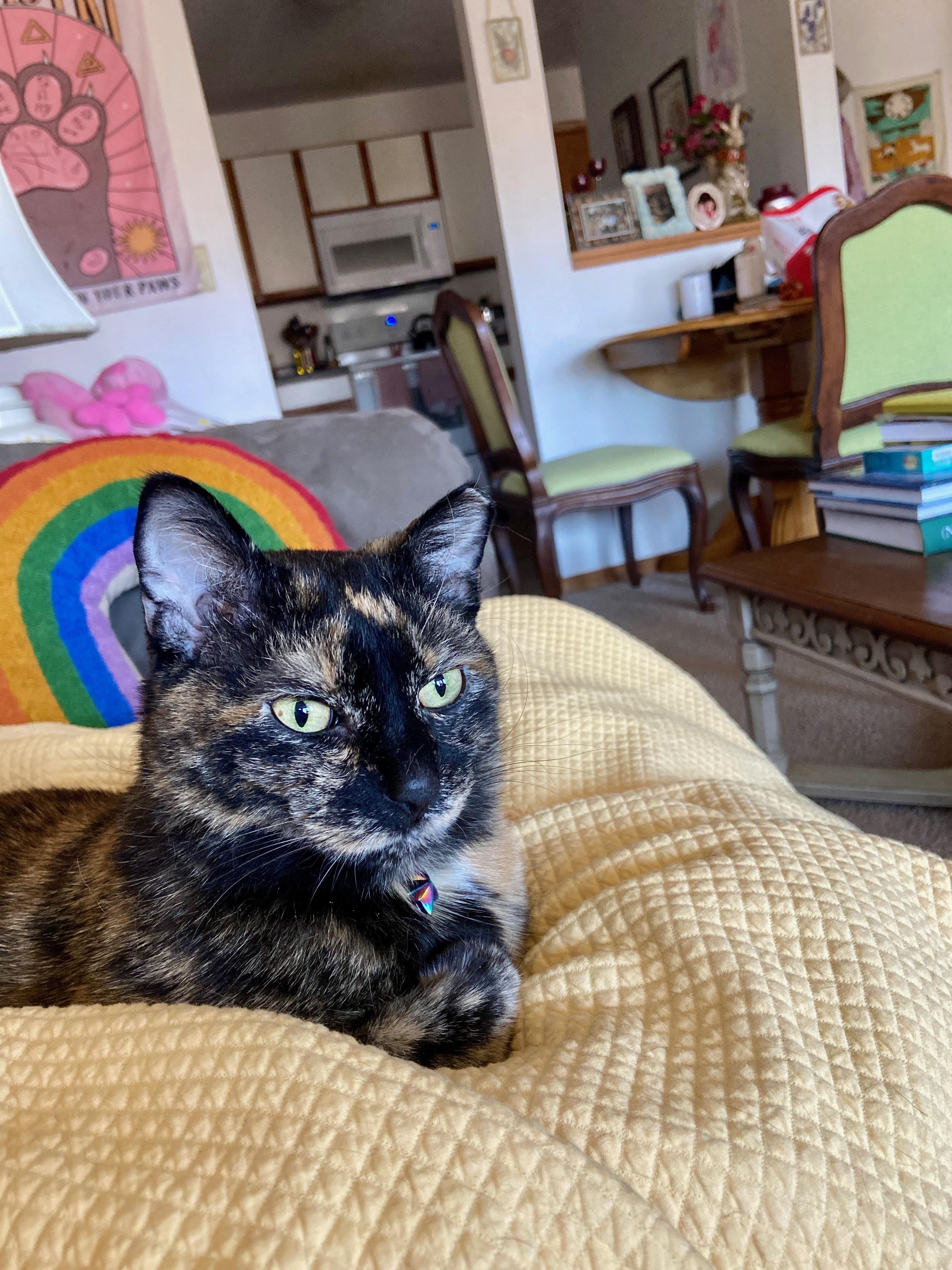 Enlarge Mink, an adopted Tortoiseshell in Wayzata, MN image 3/5