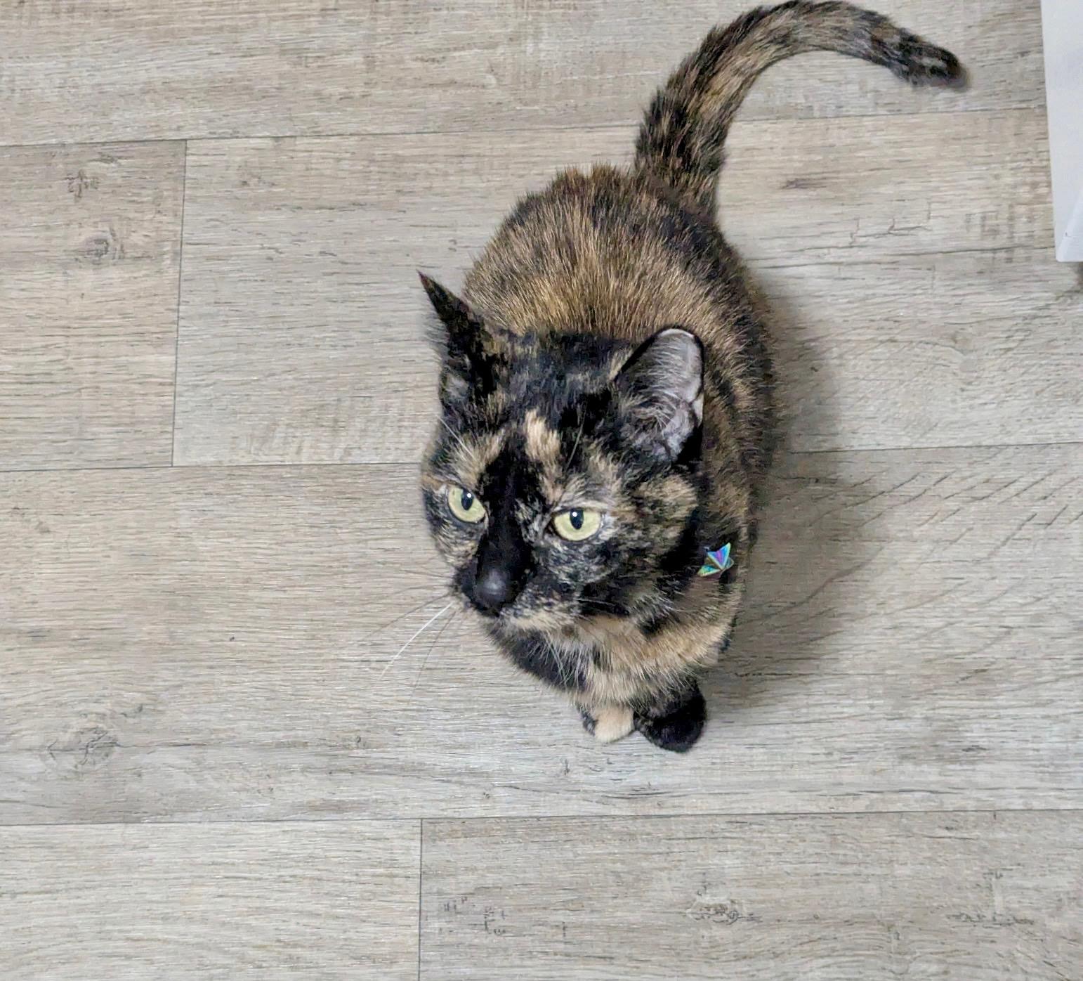 Enlarge Mink, an adopted Tortoiseshell in Wayzata, MN image 2/5