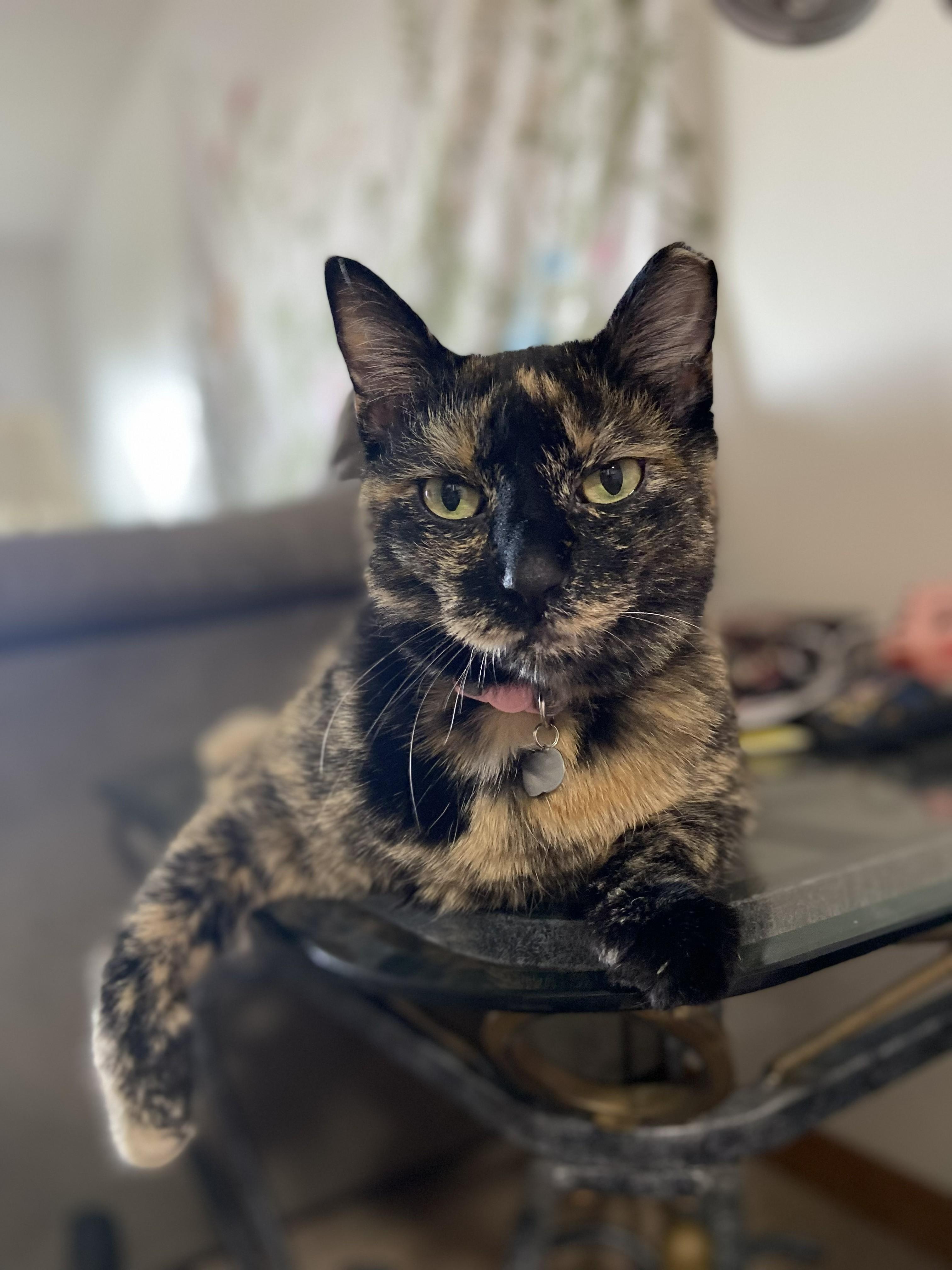 Mink, adopted, Senior Female Tortoiseshell.