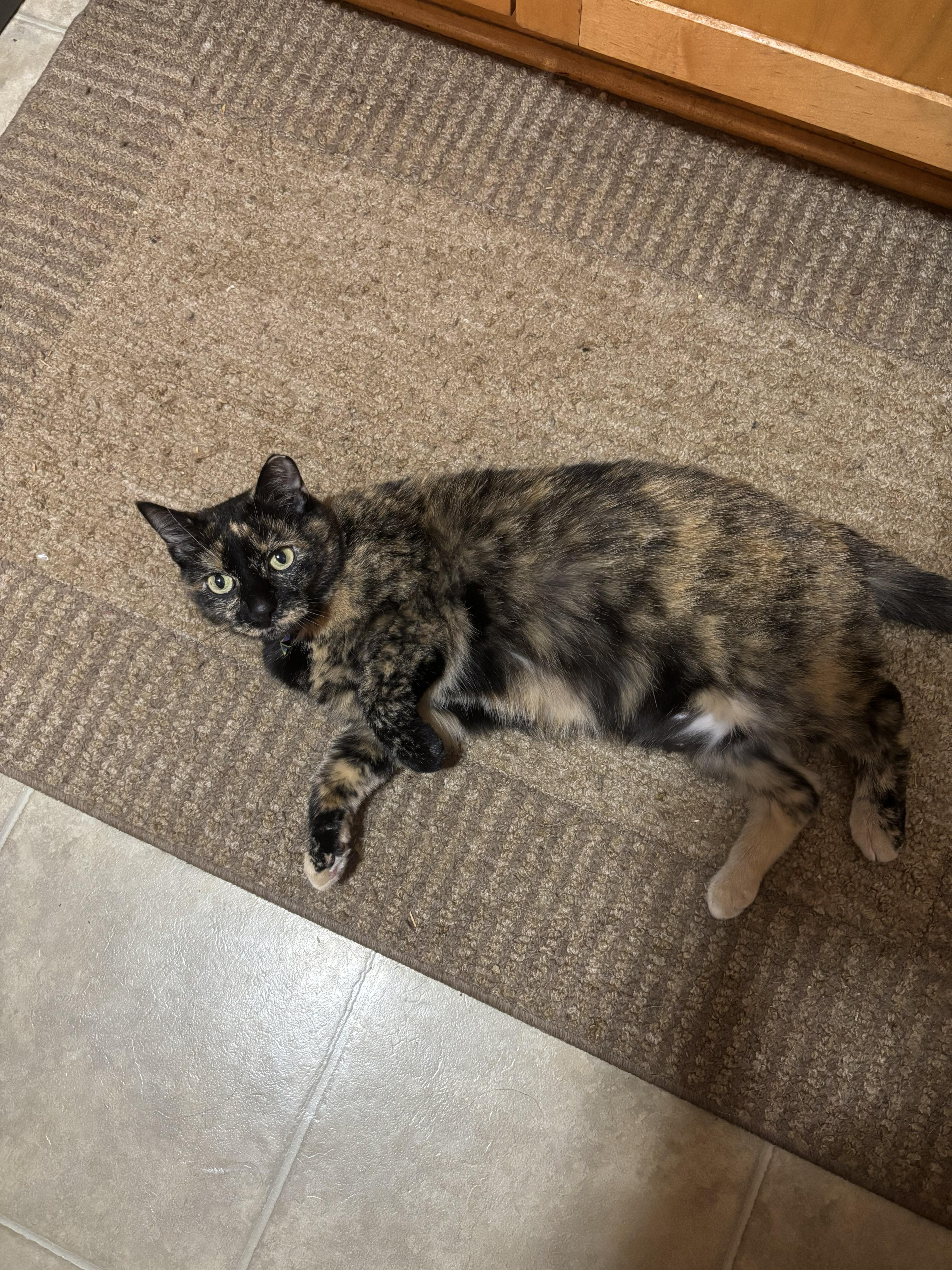 Enlarge Mink, an adopted Tortoiseshell in Wayzata, MN image 5/5