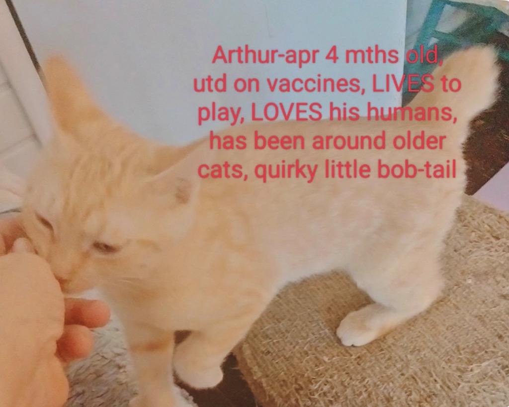 Arthur, Adoptable, Kitten Male American Bobtail.