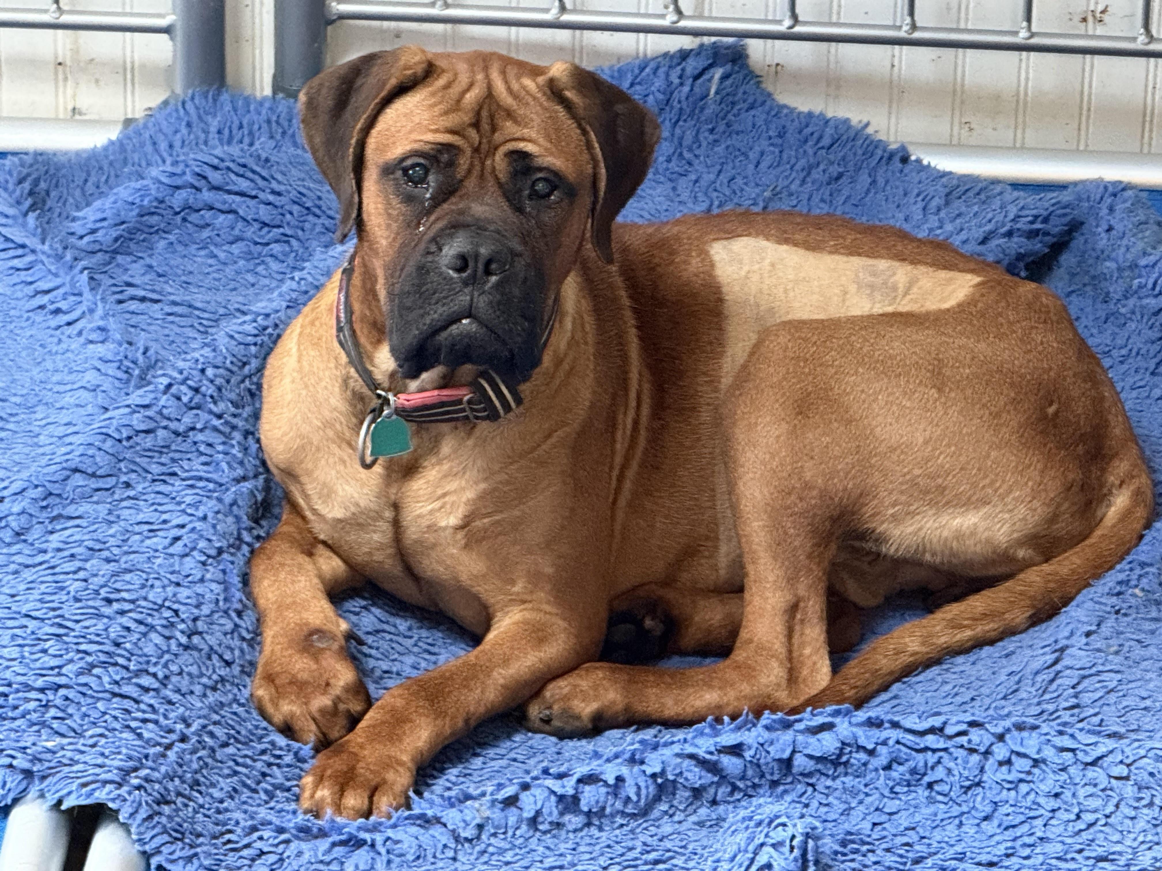 Reese (big ol' lovey-dovey boy), Adopted, Young Male Mastiff.