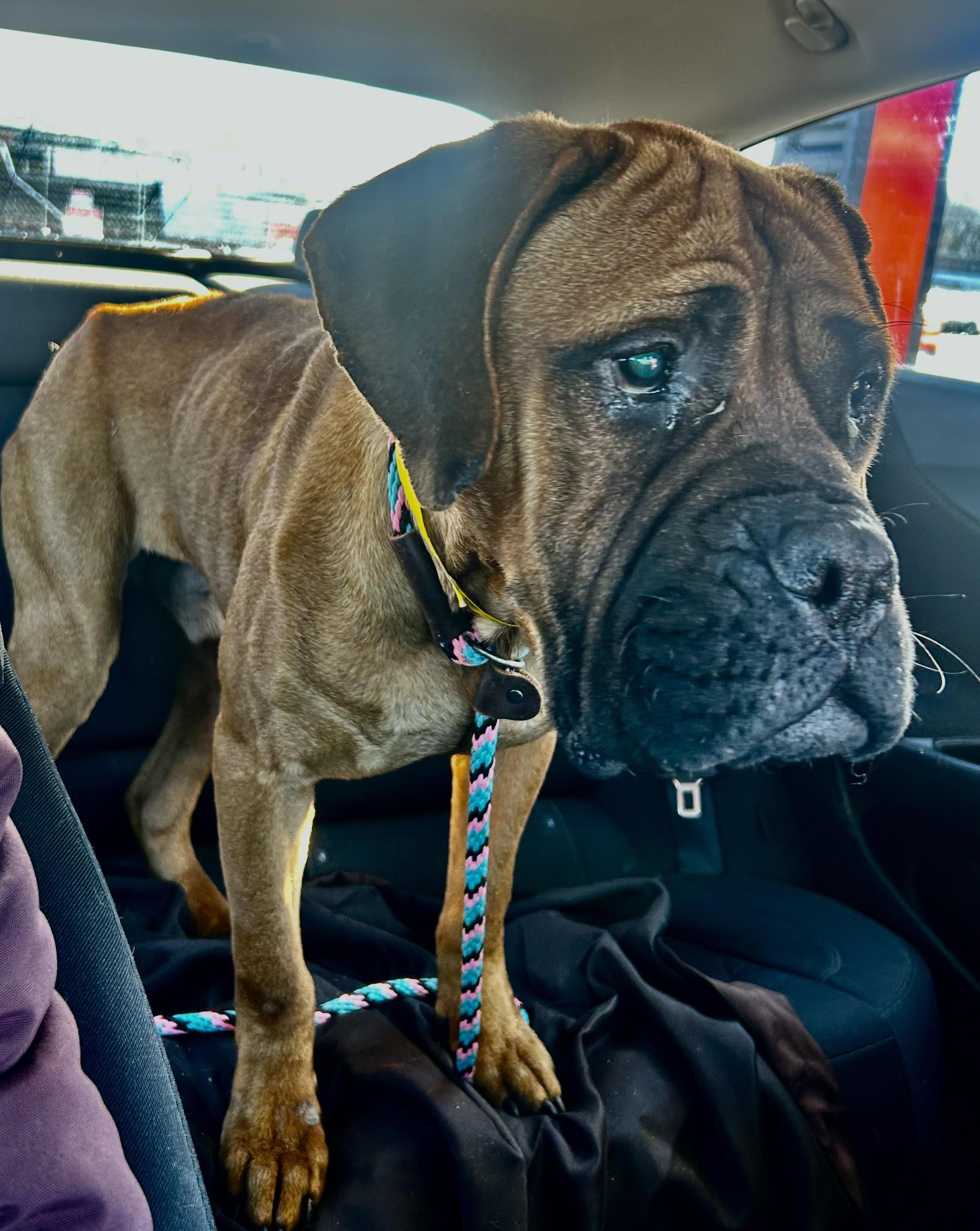 Reese (big ol' lovey-dovey boy), a Adopted Mastiff in Ithaca, NY image 2/3