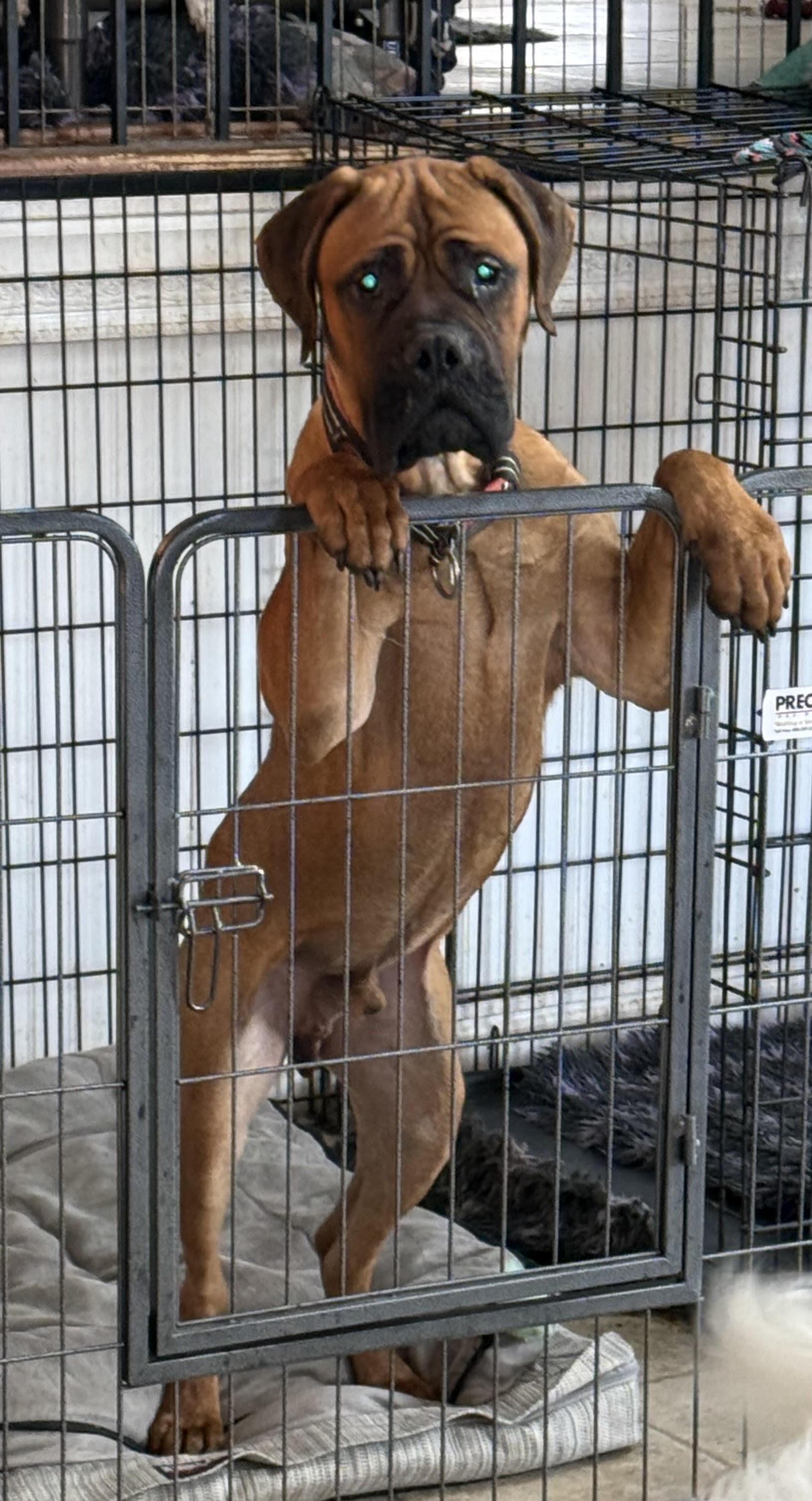 Reese (big ol' lovey-dovey boy), a Adopted Mastiff in Ithaca, NY image 3/3
