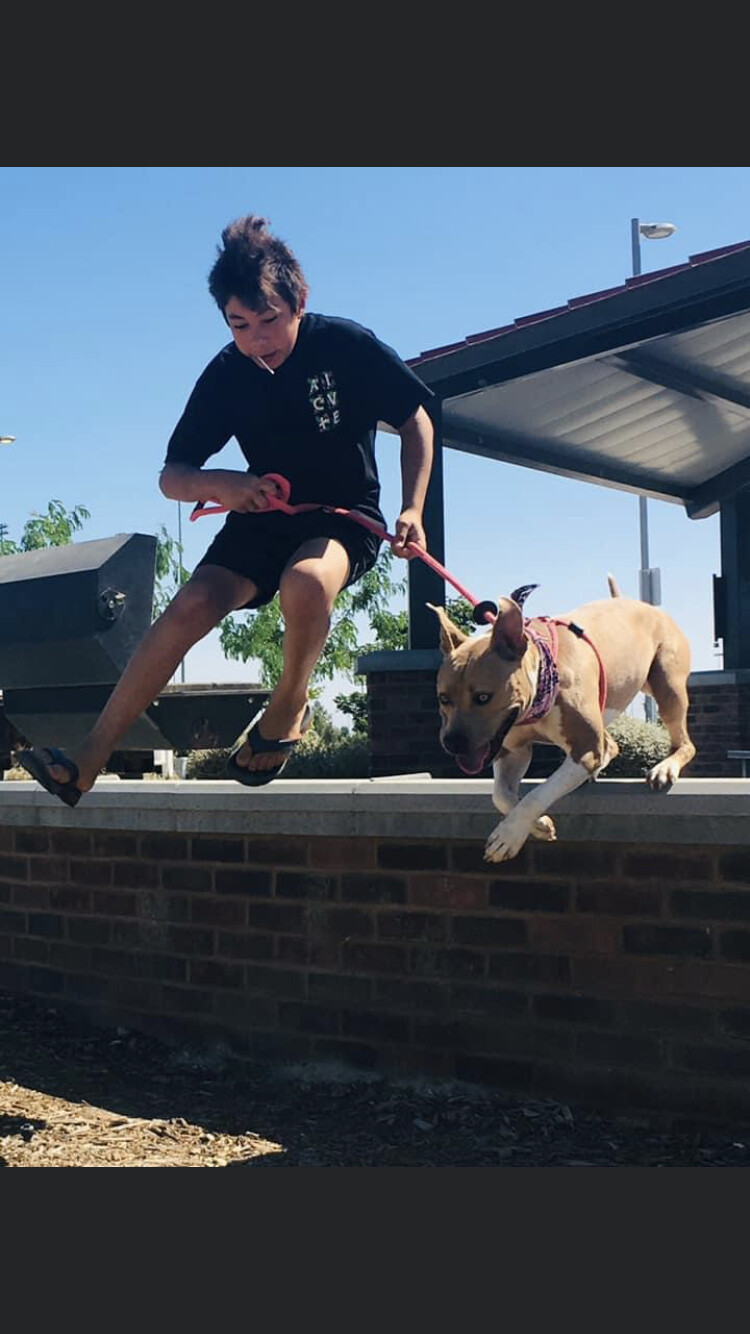 Harper, Adoptable, Adult Female Pit Bull Terrier.