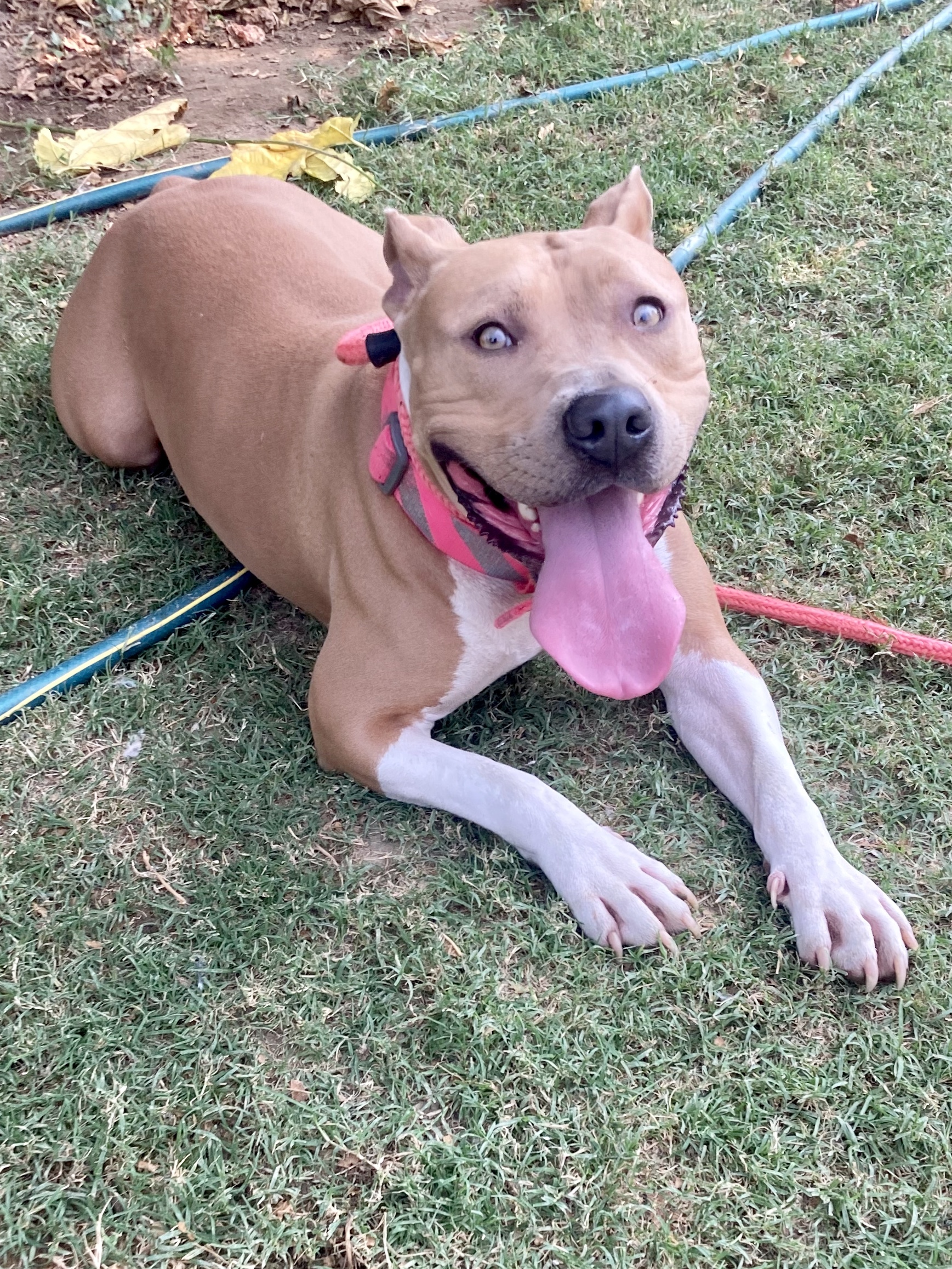Enlarge Harper, a Adoptable Pit Bull Terrier in Bakersfield, CA image 2/10