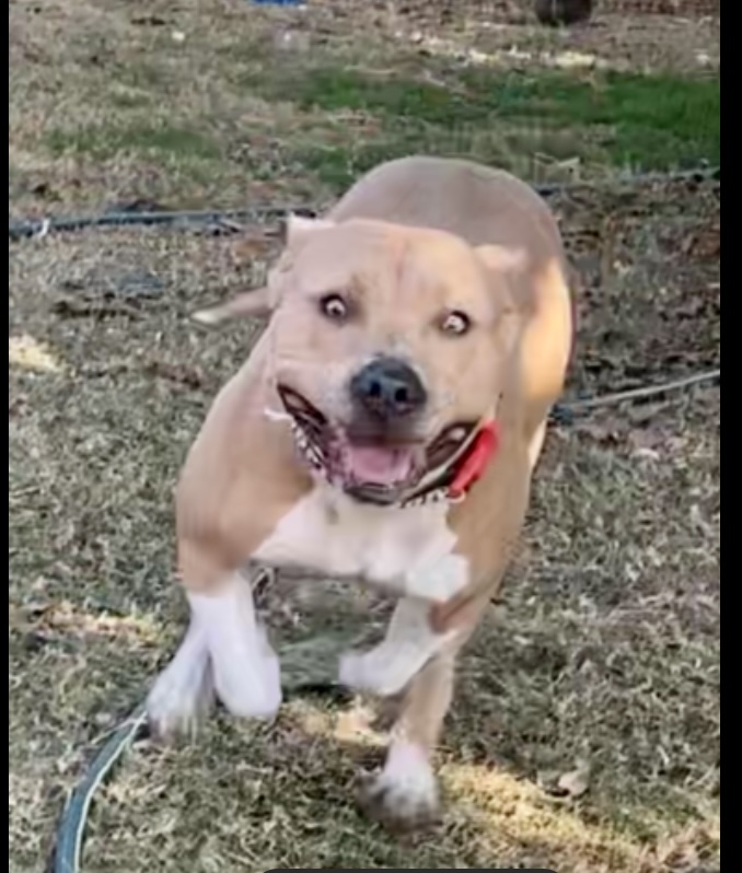 Enlarge Harper, a Adoptable Pit Bull Terrier in Bakersfield, CA image 3/10