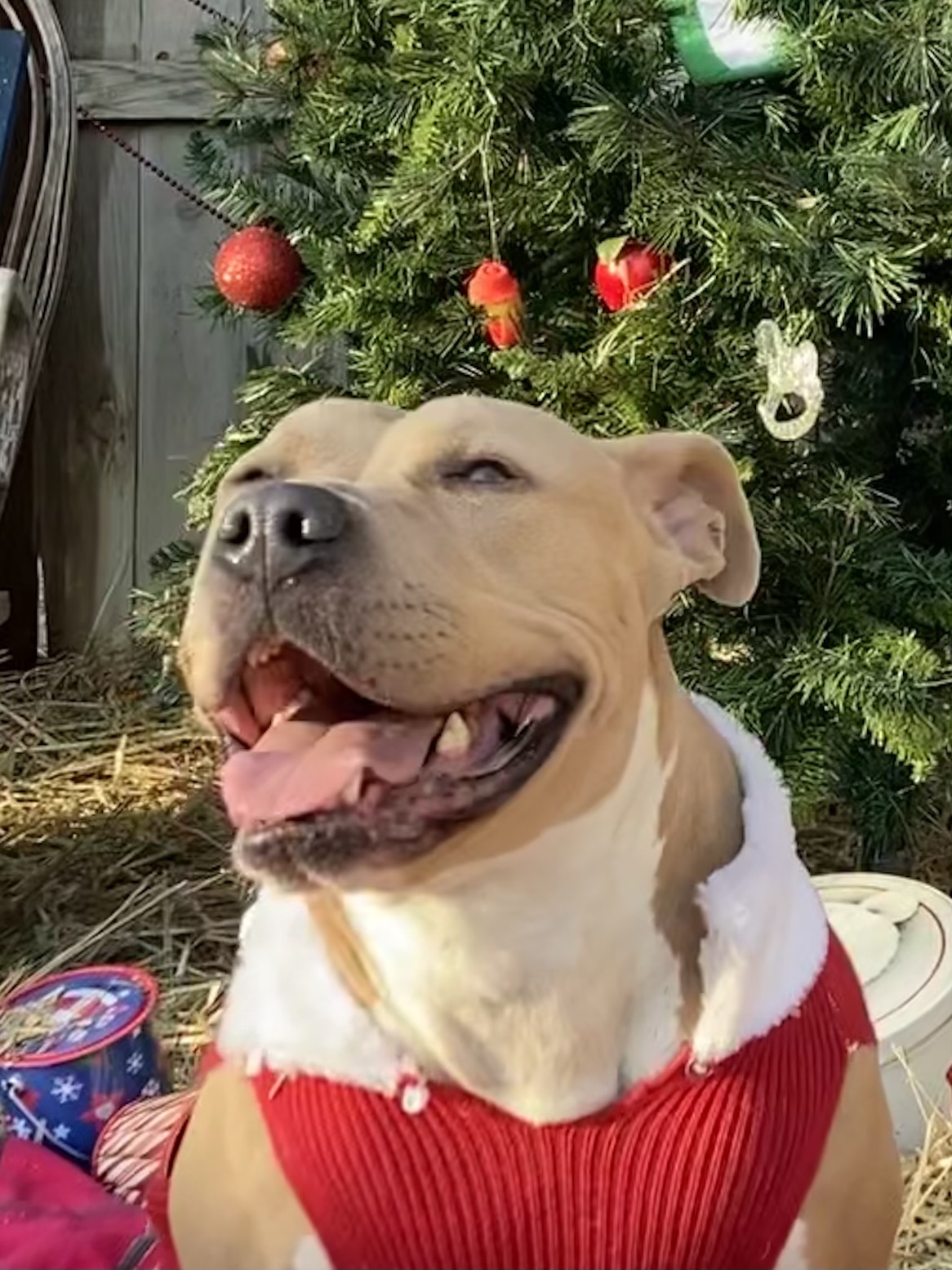 Enlarge Harper, a Adoptable Pit Bull Terrier in Bakersfield, CA image 5/10