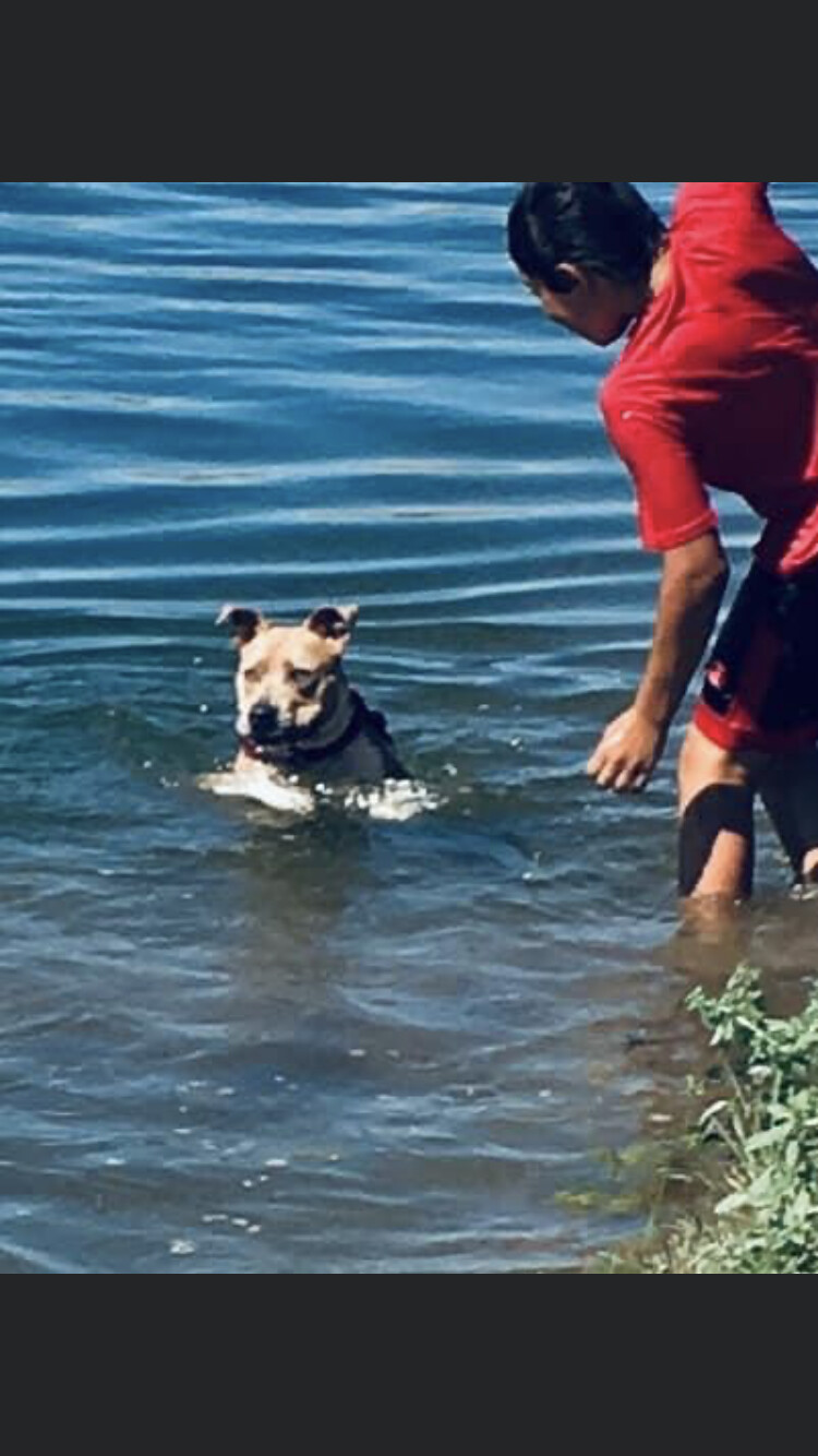 Enlarge Harper, a Adoptable Pit Bull Terrier in Bakersfield, CA image 6/10