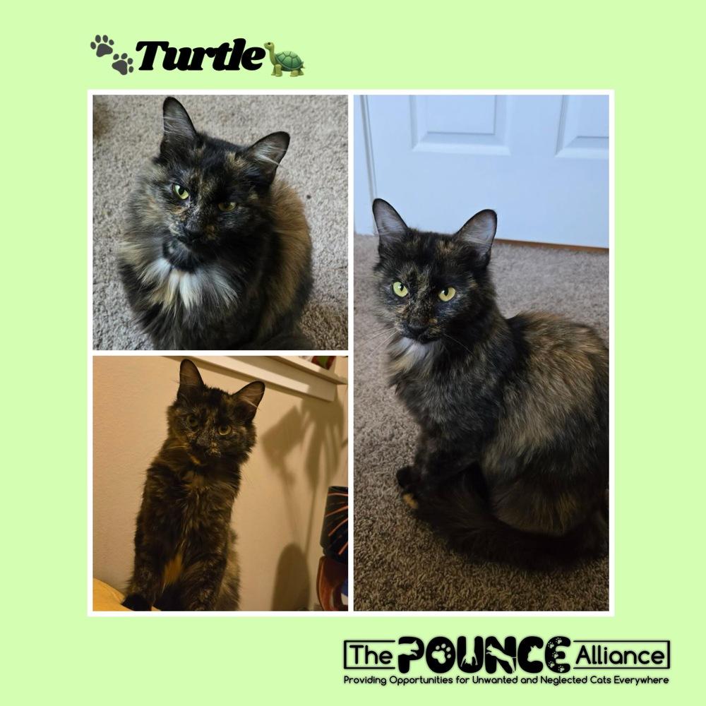 Enlarge Turtle, a Adoptable mixed breed in Liberty Lake, WA image 1/1
