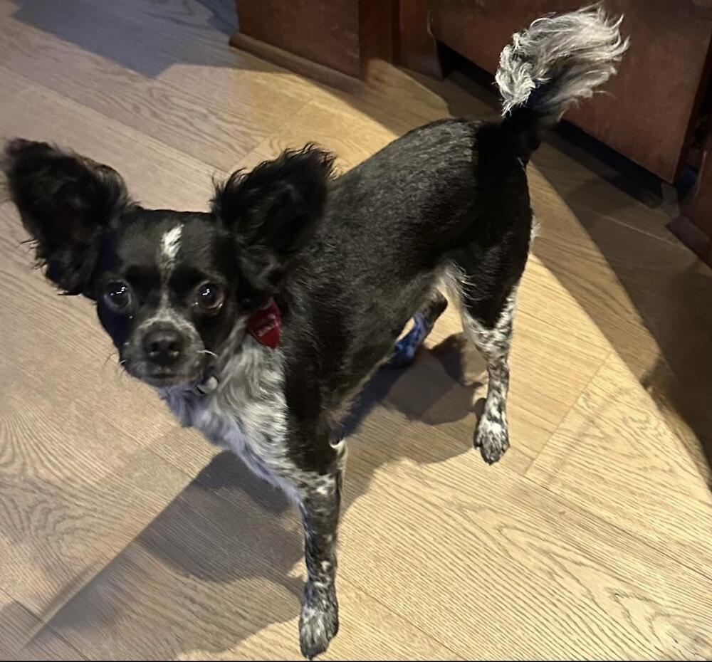Enlarge Cozy, a Adoptable mixed breed in Richmond, TX image 1/2