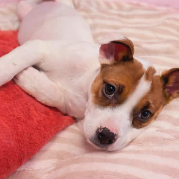 Carmen, Adoptable, Puppy Female Terrier & Pit Bull Terrier.