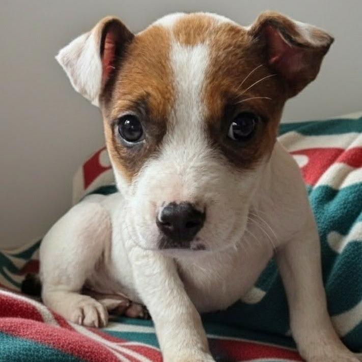 Carmen, Adoptable, Puppy Female Terrier & Pit Bull Terrier.