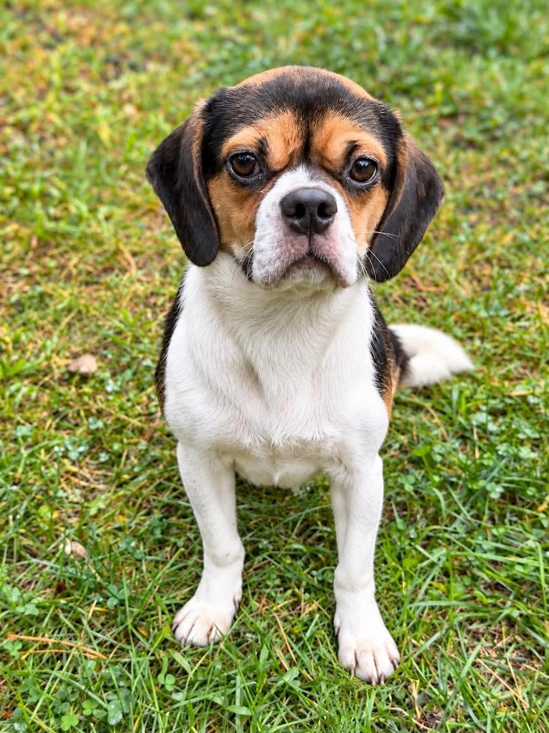 Enlarge Ringo, a Adoptable mixed breed in Jackson , NJ image 1/2