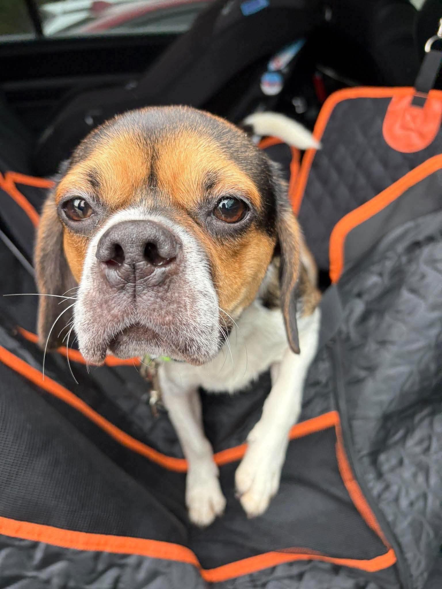 Enlarge Ringo, a Adoptable mixed breed in Jackson , NJ image 2/2