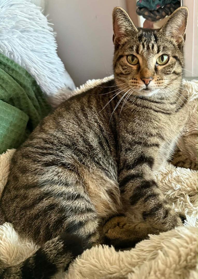 Enlarge Mocha, a ADOPTABLE Tabby in Cincinnati, OH image 2/4