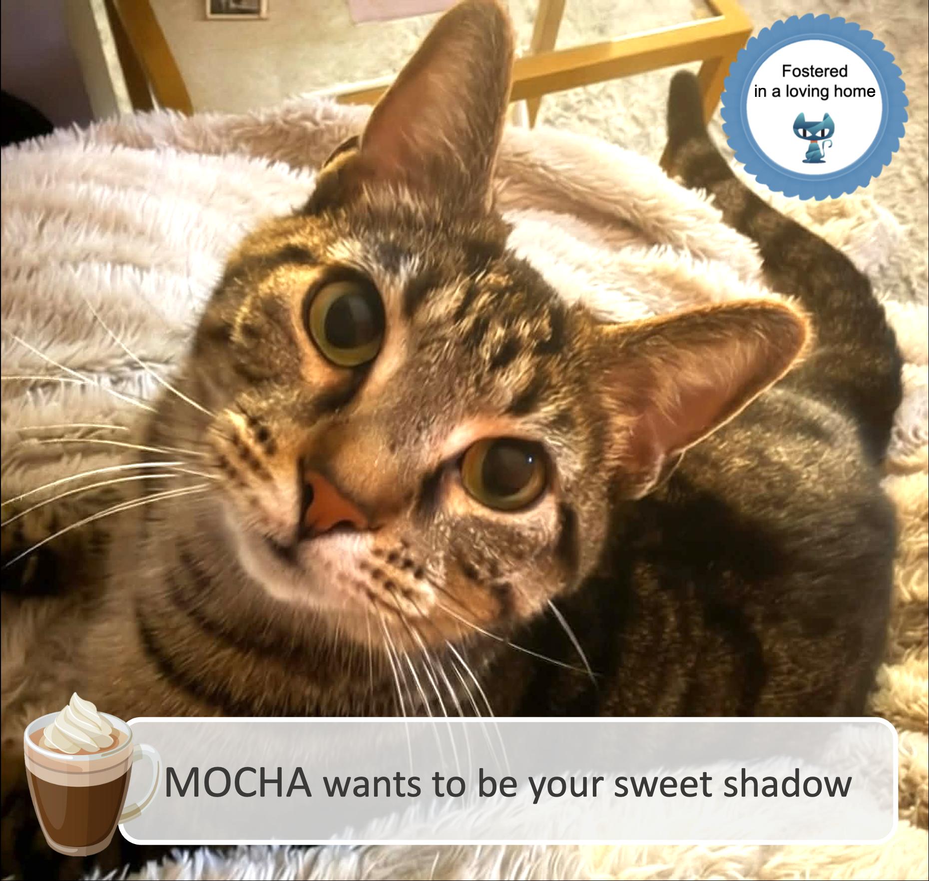 Enlarge Mocha, a ADOPTABLE Tabby in Cincinnati, OH image 1/4