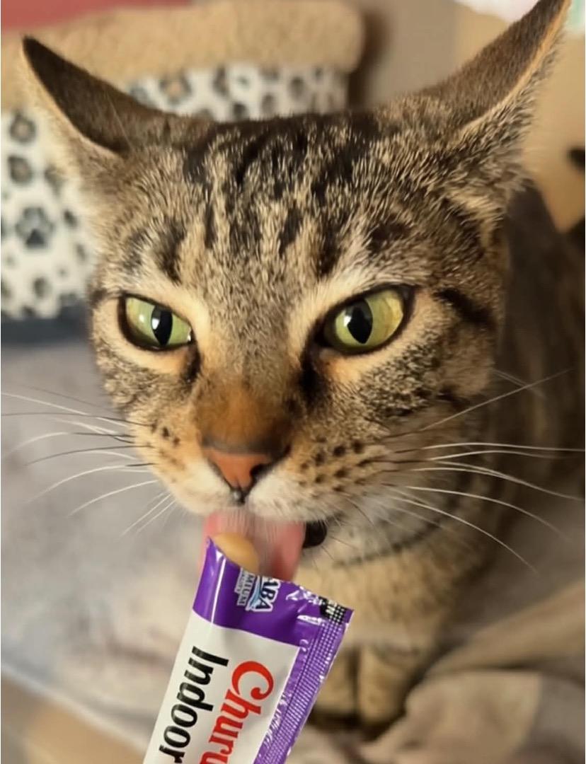 Enlarge Mocha, a ADOPTABLE Tabby in Cincinnati, OH image 3/4