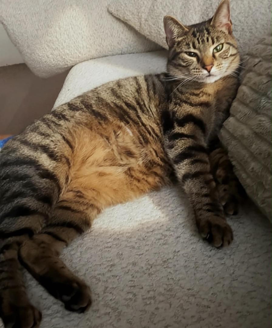 Enlarge Mocha, a ADOPTABLE Tabby in Cincinnati, OH image 4/4