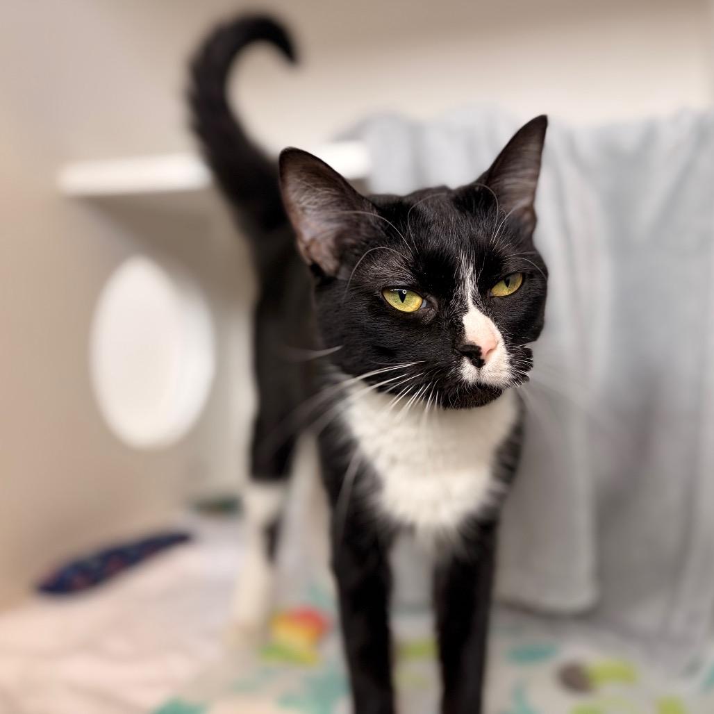 Enlarge Gypsy, a Adoptable Domestic Short Hair in Council Bluffs, IA image 1/2