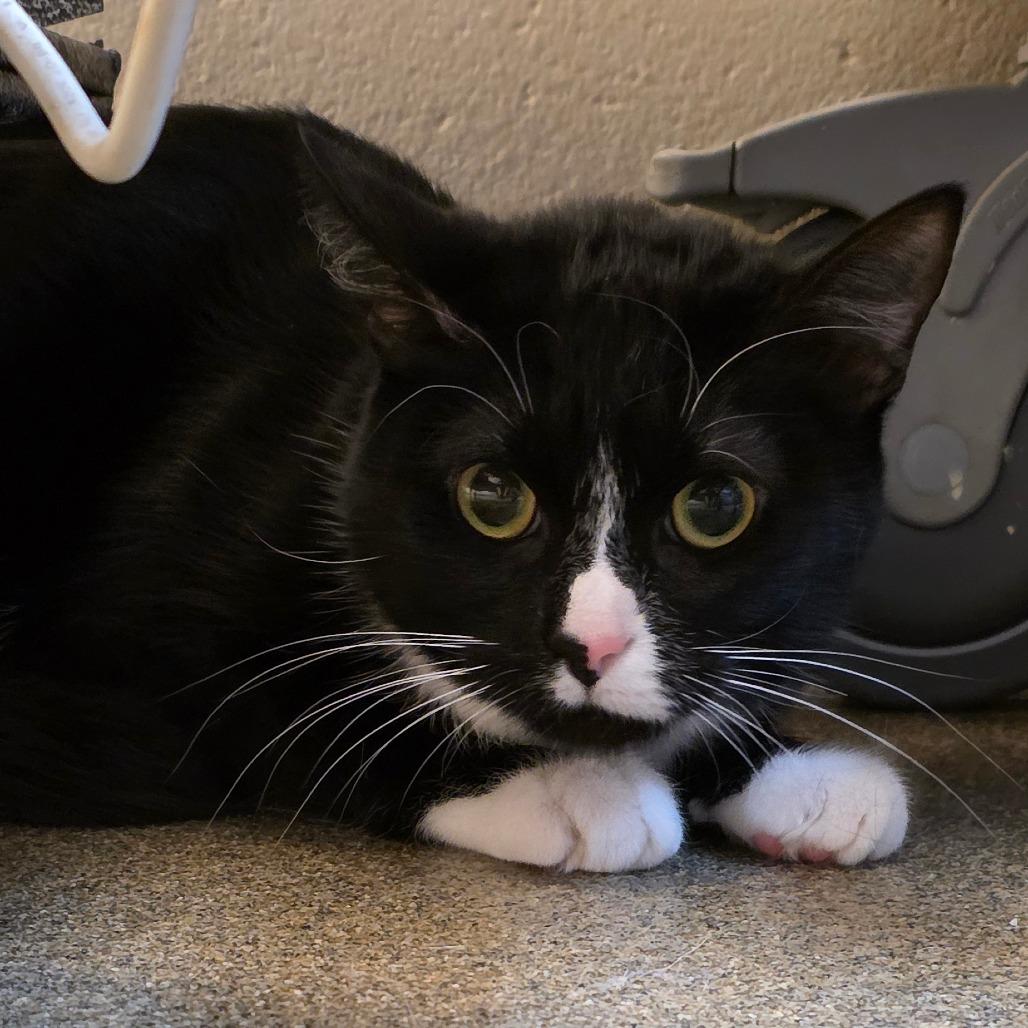 Enlarge Gypsy, a Adoptable Domestic Short Hair in Council Bluffs, IA image 2/2