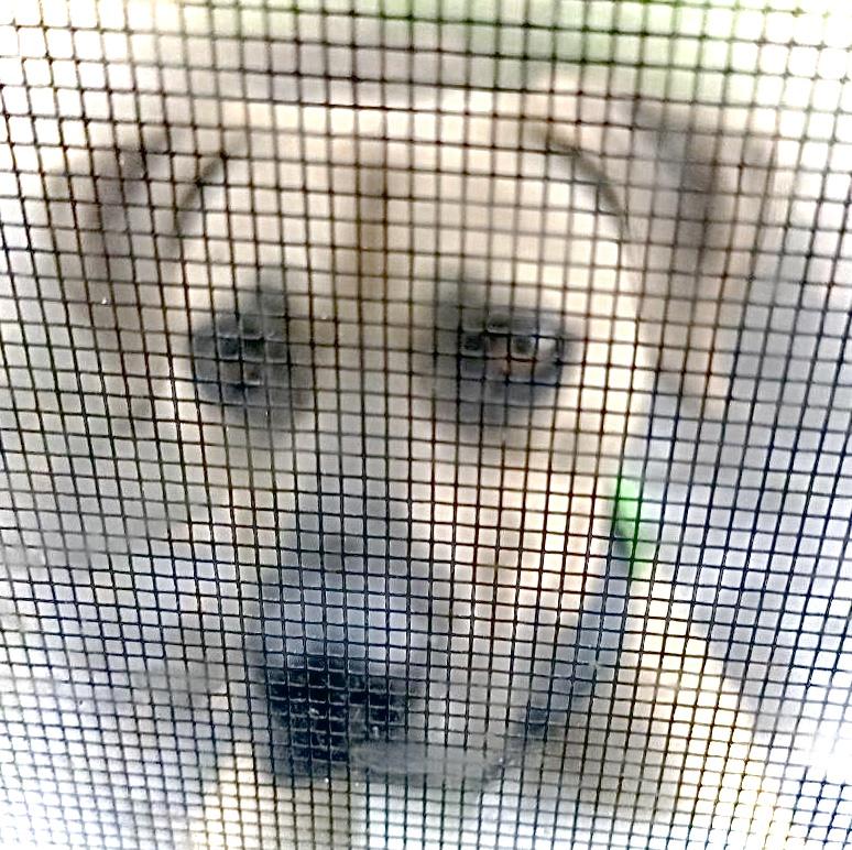 Cowboy, a Adoptable mixed breed in North Fort Myers, FL image 5/6