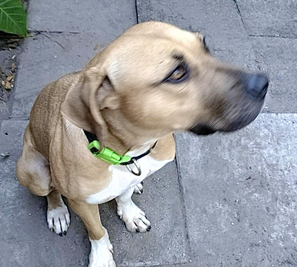 Cowboy, Adoptable, Adult Male Rhodesian Ridgeback & Black Mouth Cur.