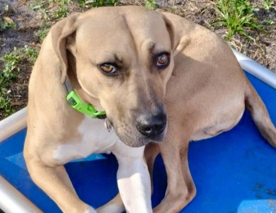 Cowboy, a Adoptable mixed breed in North Fort Myers, FL image 3/6